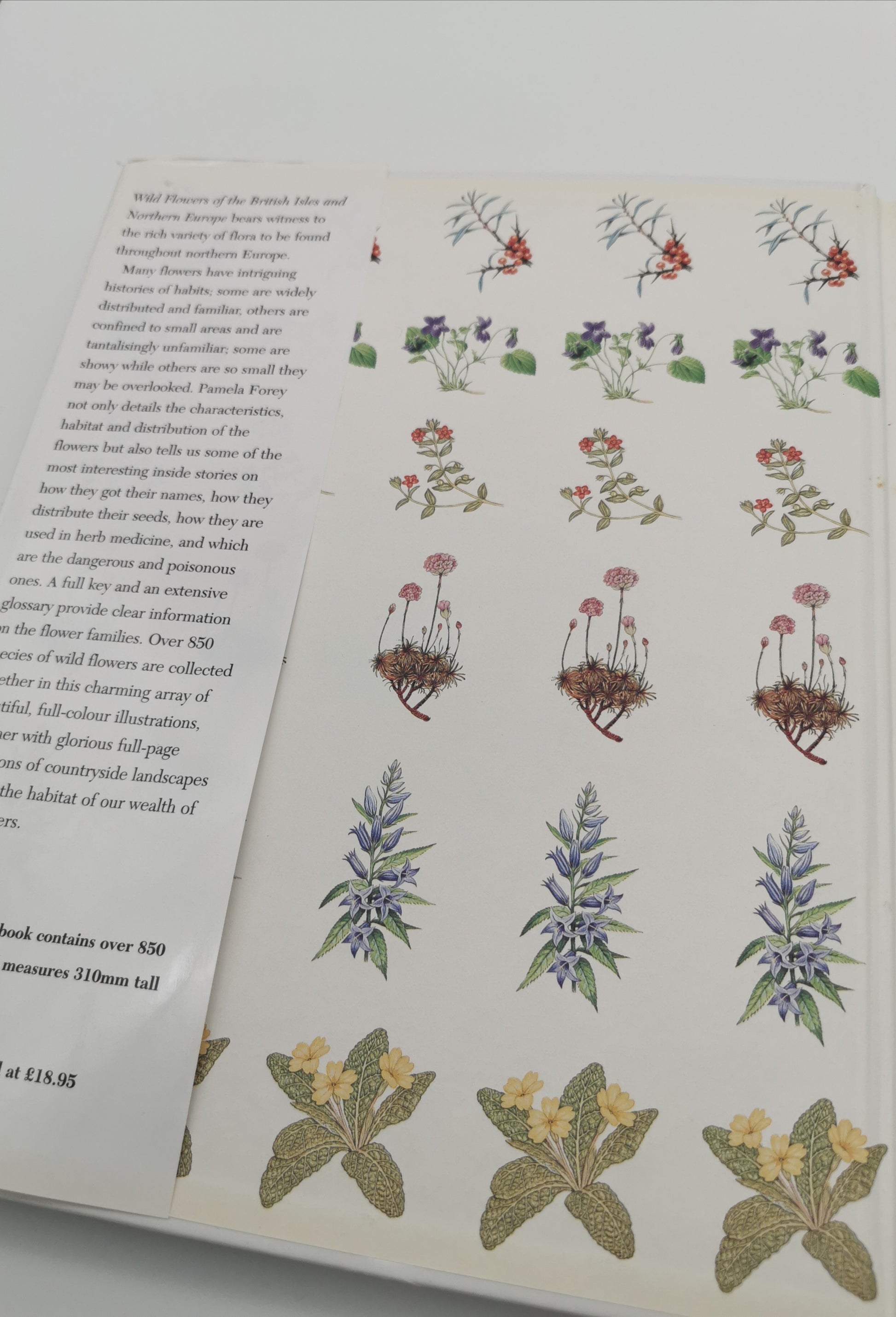 Wild Flowers of the British Isles and Northern Europe by Pamela Forey (Hardback, 1997) – Over 850 Species