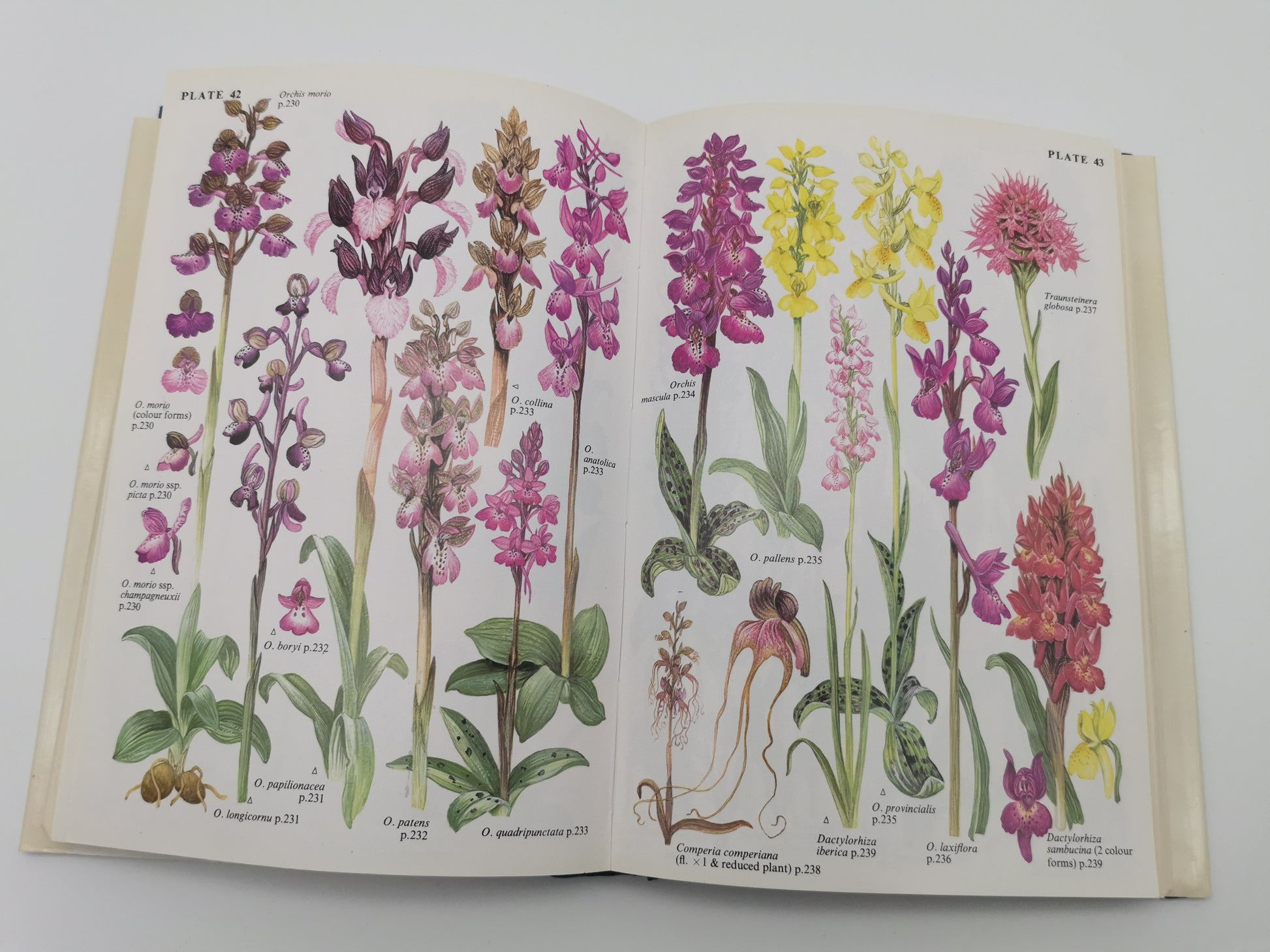 "Bulbs: The Bulbous Plants of Europe and Their Allies" by C. Grey-Wilson and B. Mathew