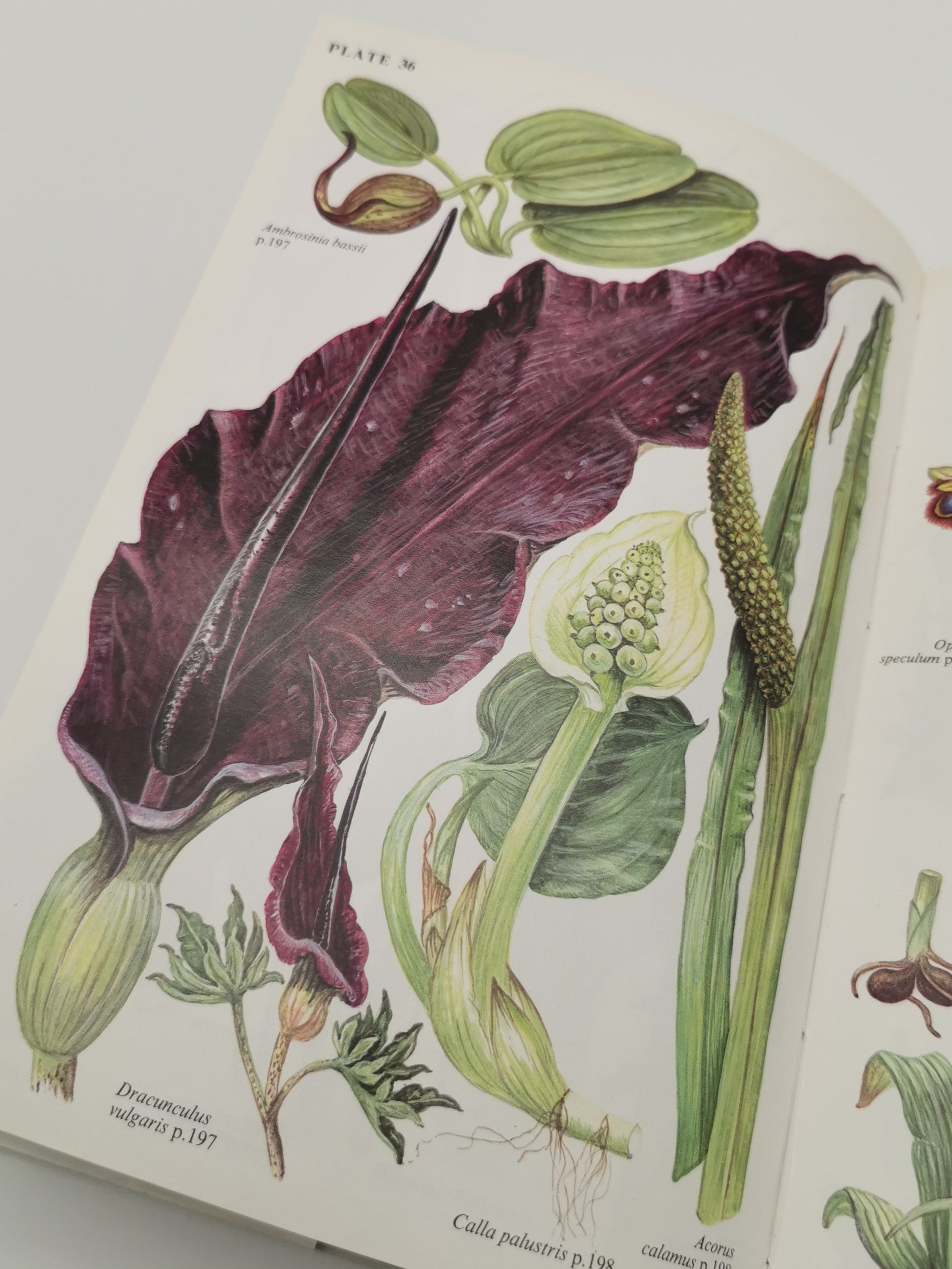 "Bulbs: The Bulbous Plants of Europe and Their Allies" by C. Grey-Wilson and B. Mathew