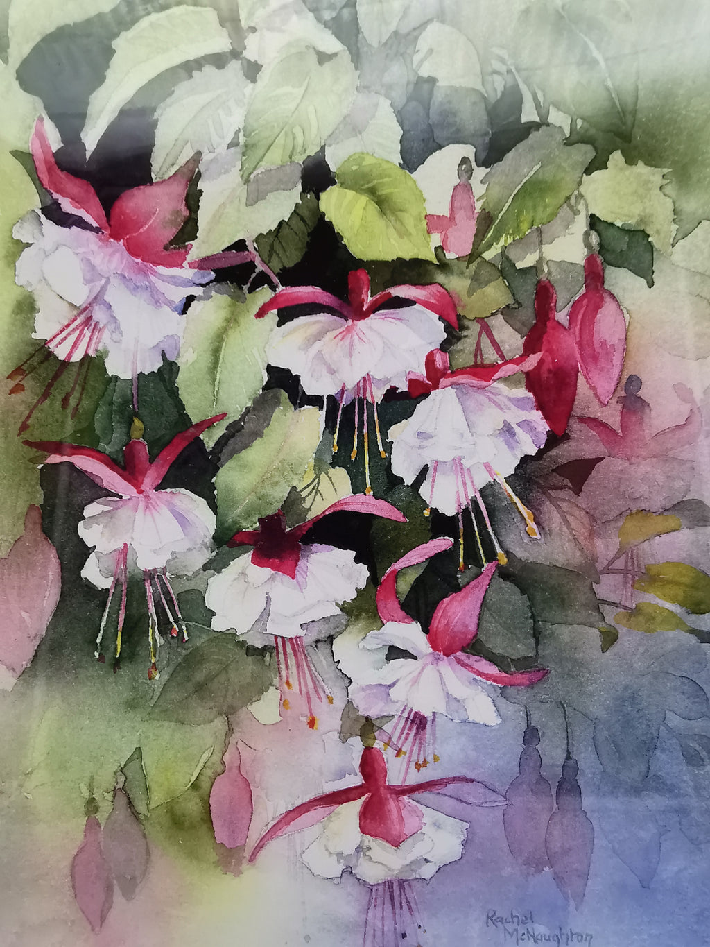 Rachel McNaughton Framed Fuchsia Watercolor Print
