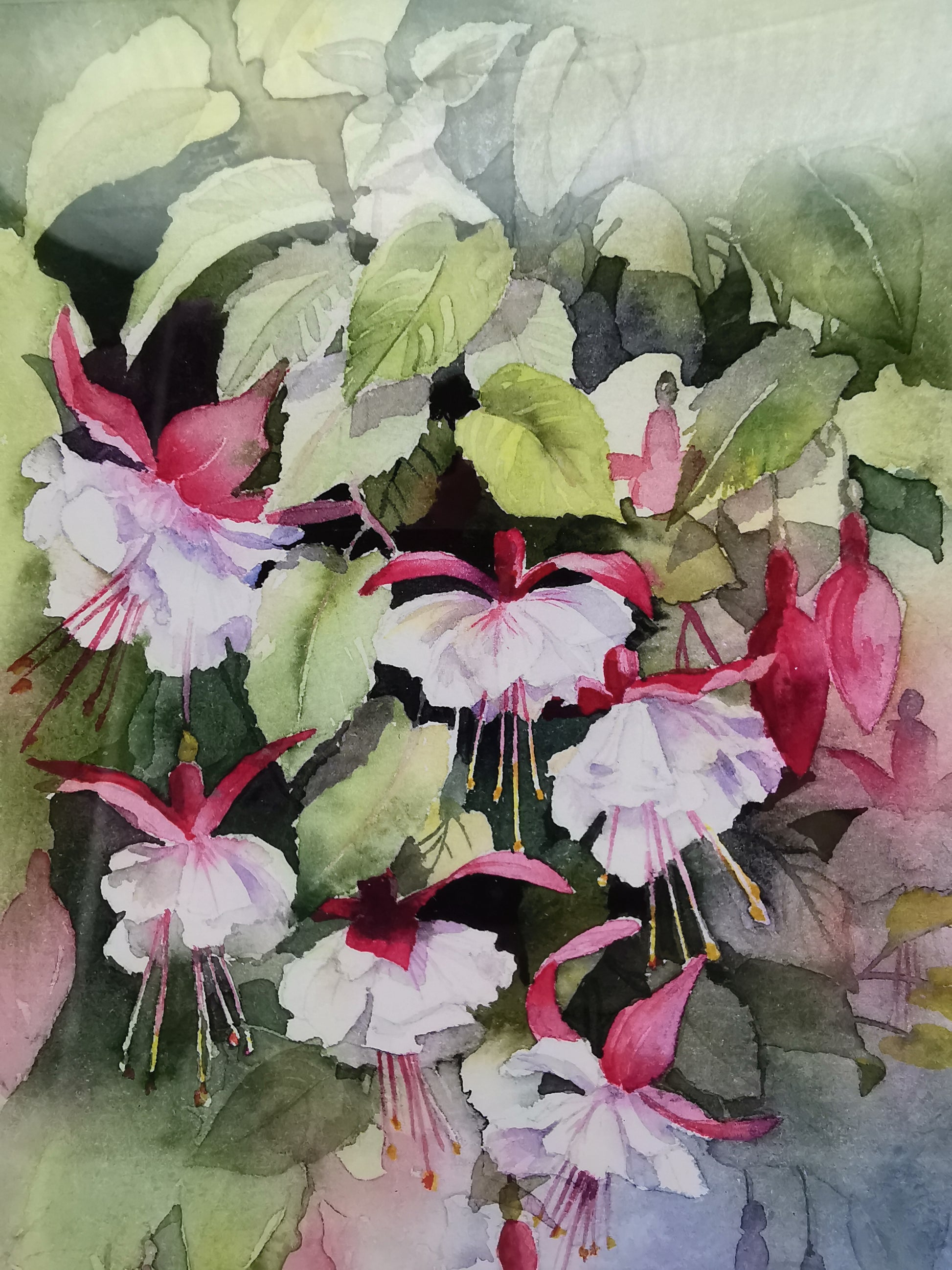 Rachel McNaughton Framed Fuchsia Watercolor Print