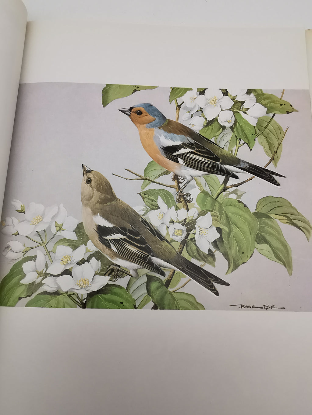 Vintage 1980 Basil Ede’s Birds Hardback Book – 70 Full- Colour Natural History Plates