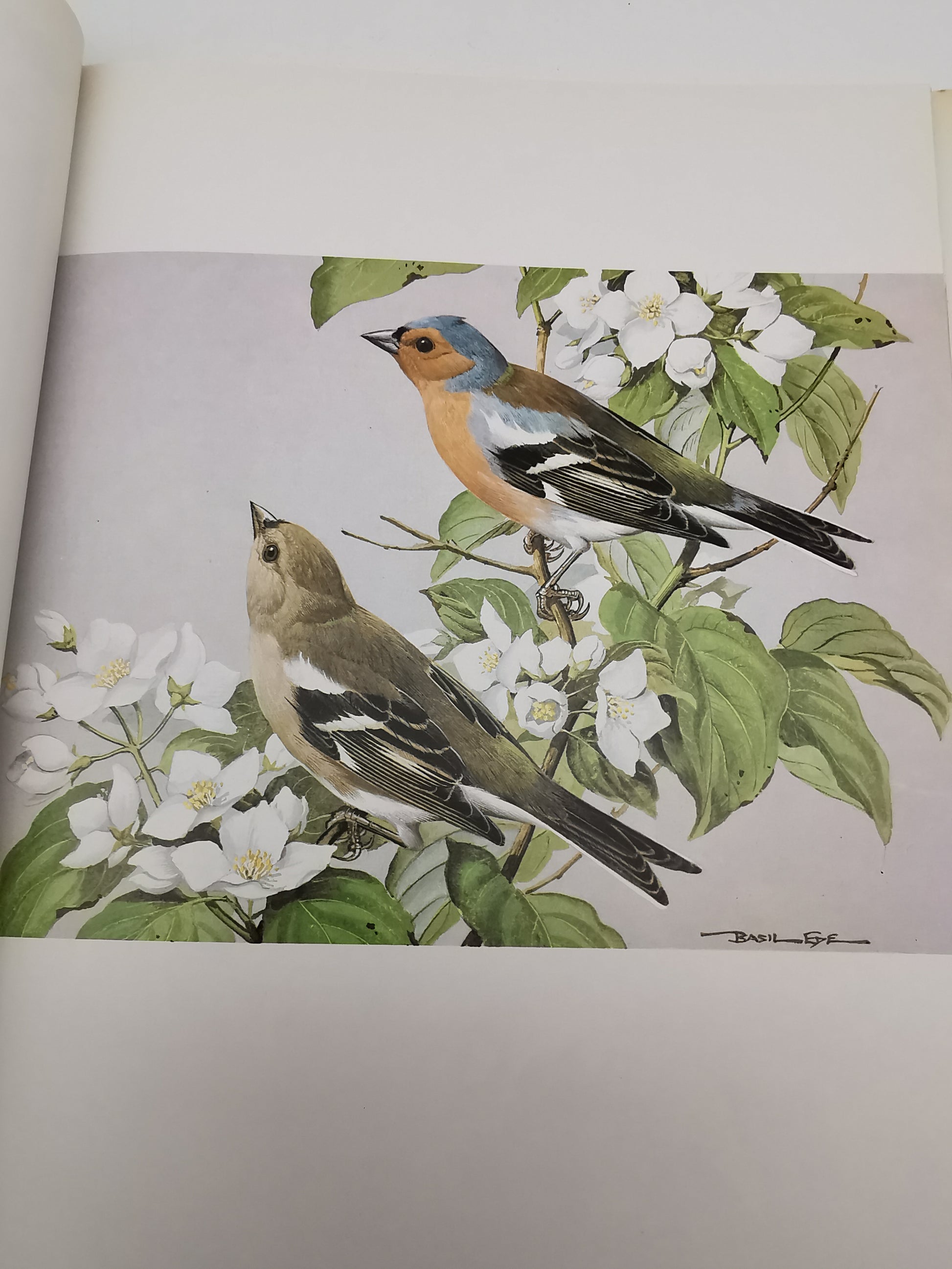 Vintage 1980 Basil Ede’s Birds Hardback Book – 70 Full- Colour Natural History Plates