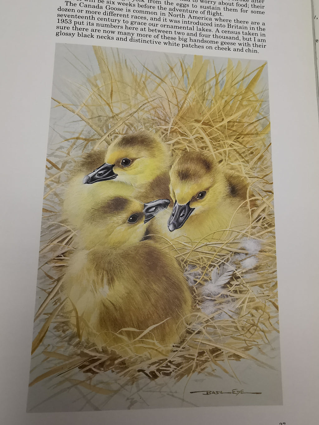Vintage 1980 Basil Ede’s Birds Hardback Book – 70 Full- Colour Natural History Plates