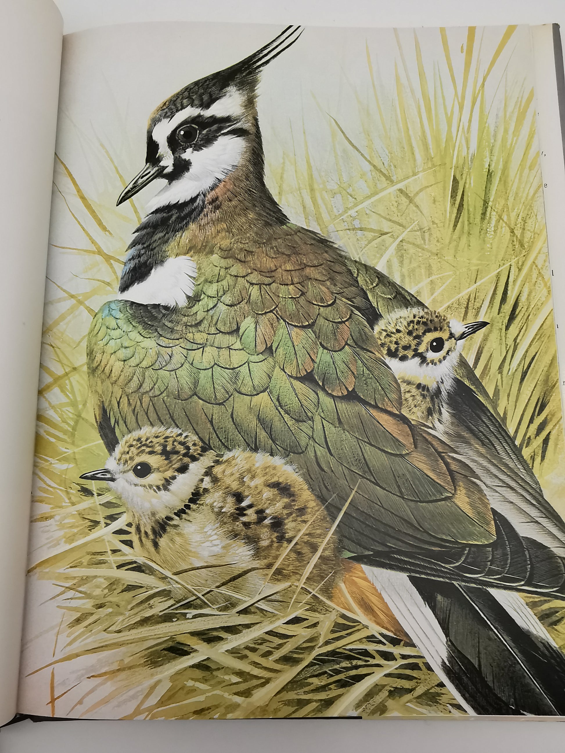 Vintage 1980 Basil Ede’s Birds Hardback Book – 70 Full- Colour Natural History Plates