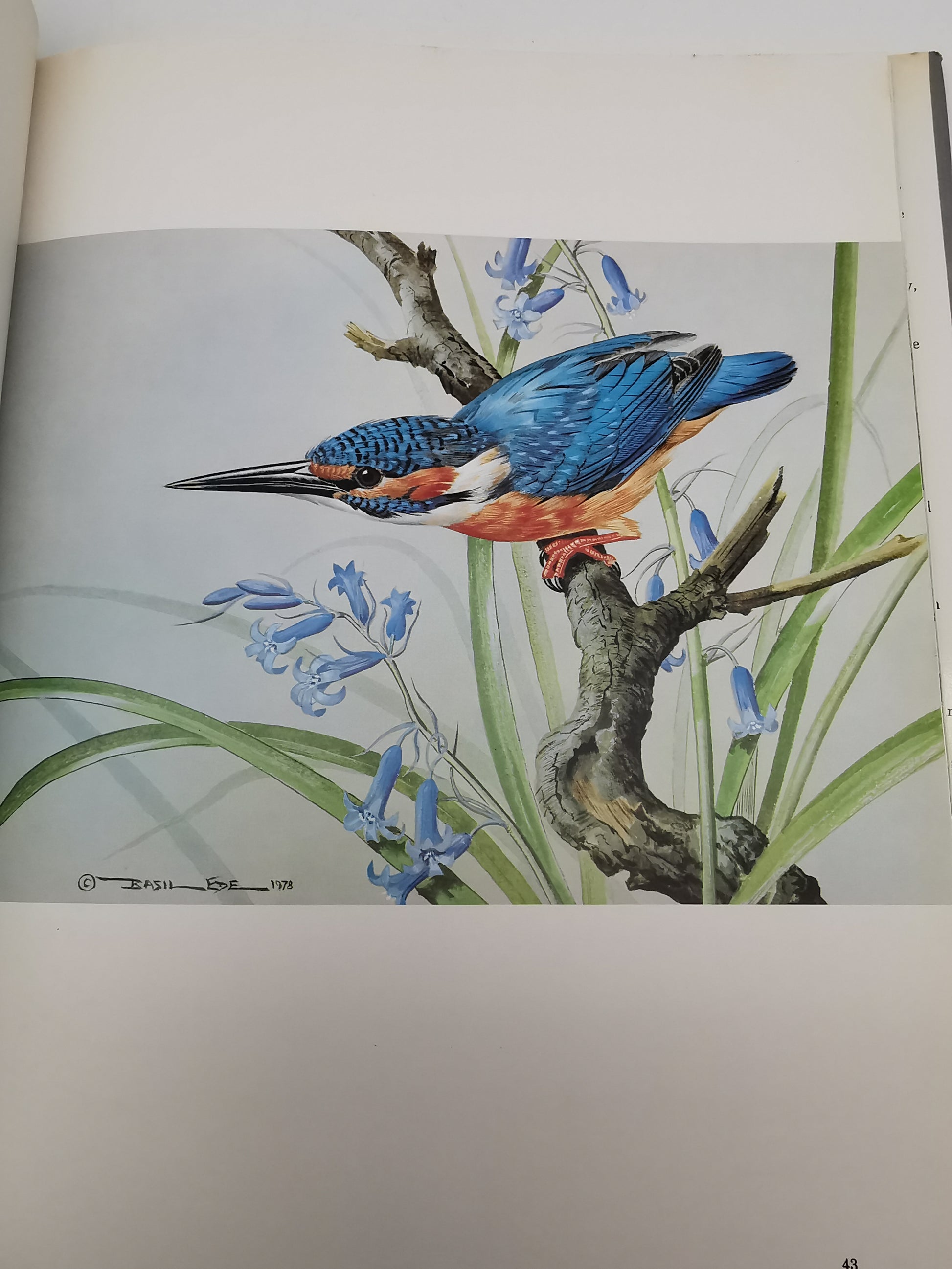 Vintage 1980 Basil Ede’s Birds Hardback Book – 70 Full- Colour Natural History Plates