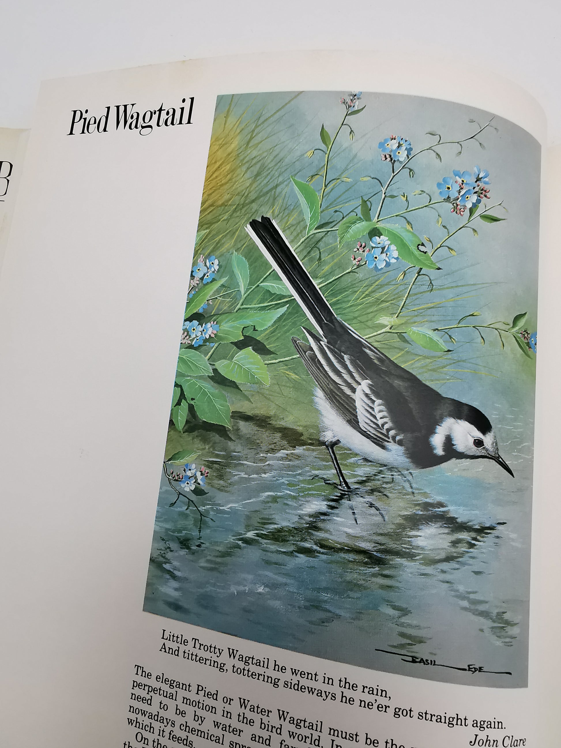 Vintage 1980 Basil Ede’s Birds Hardback Book – 70 Full- Colour Natural History Plates