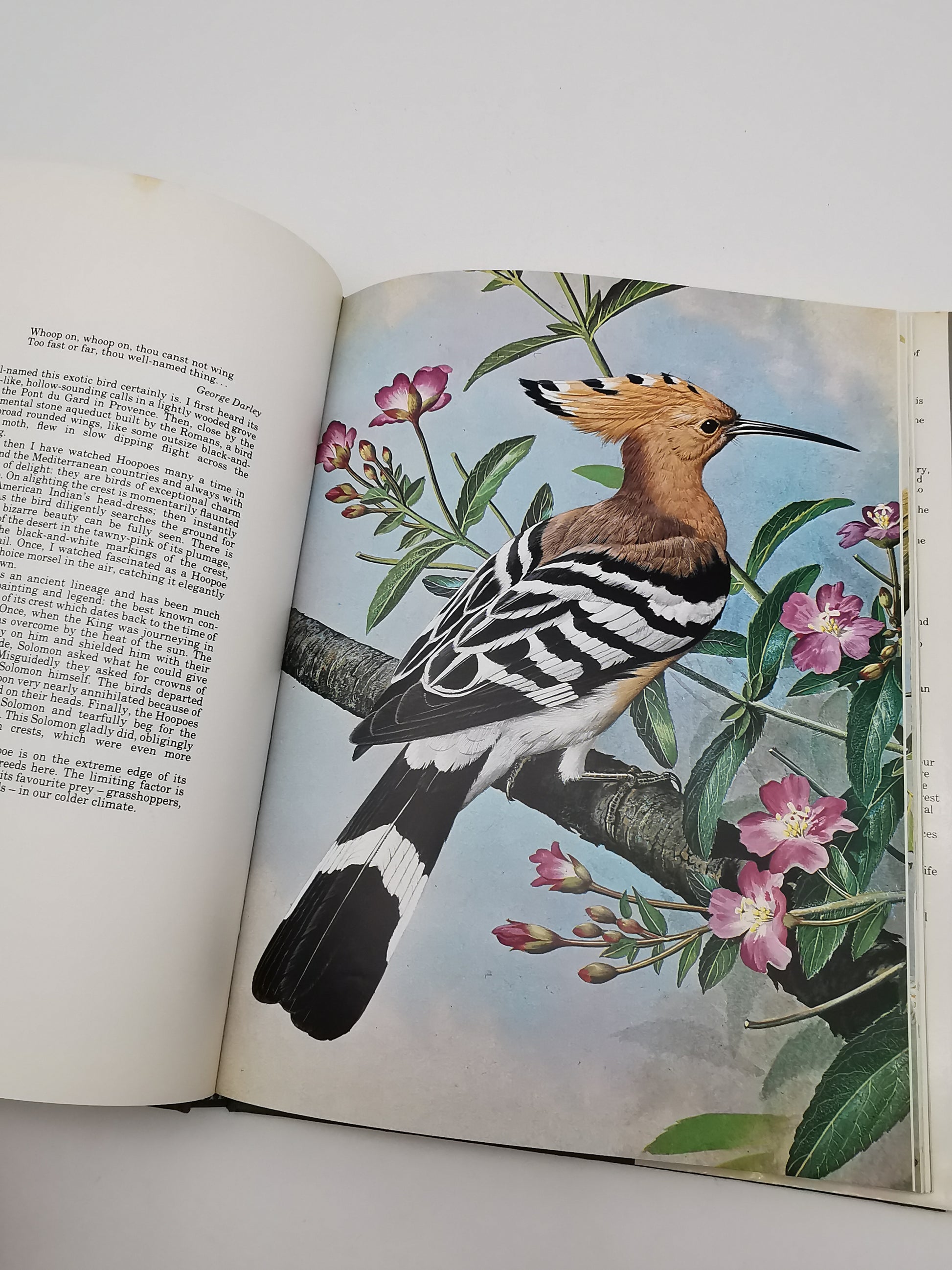 Vintage 1980 Basil Ede’s Birds Hardback Book – 70 Full- Colour Natural History Plates