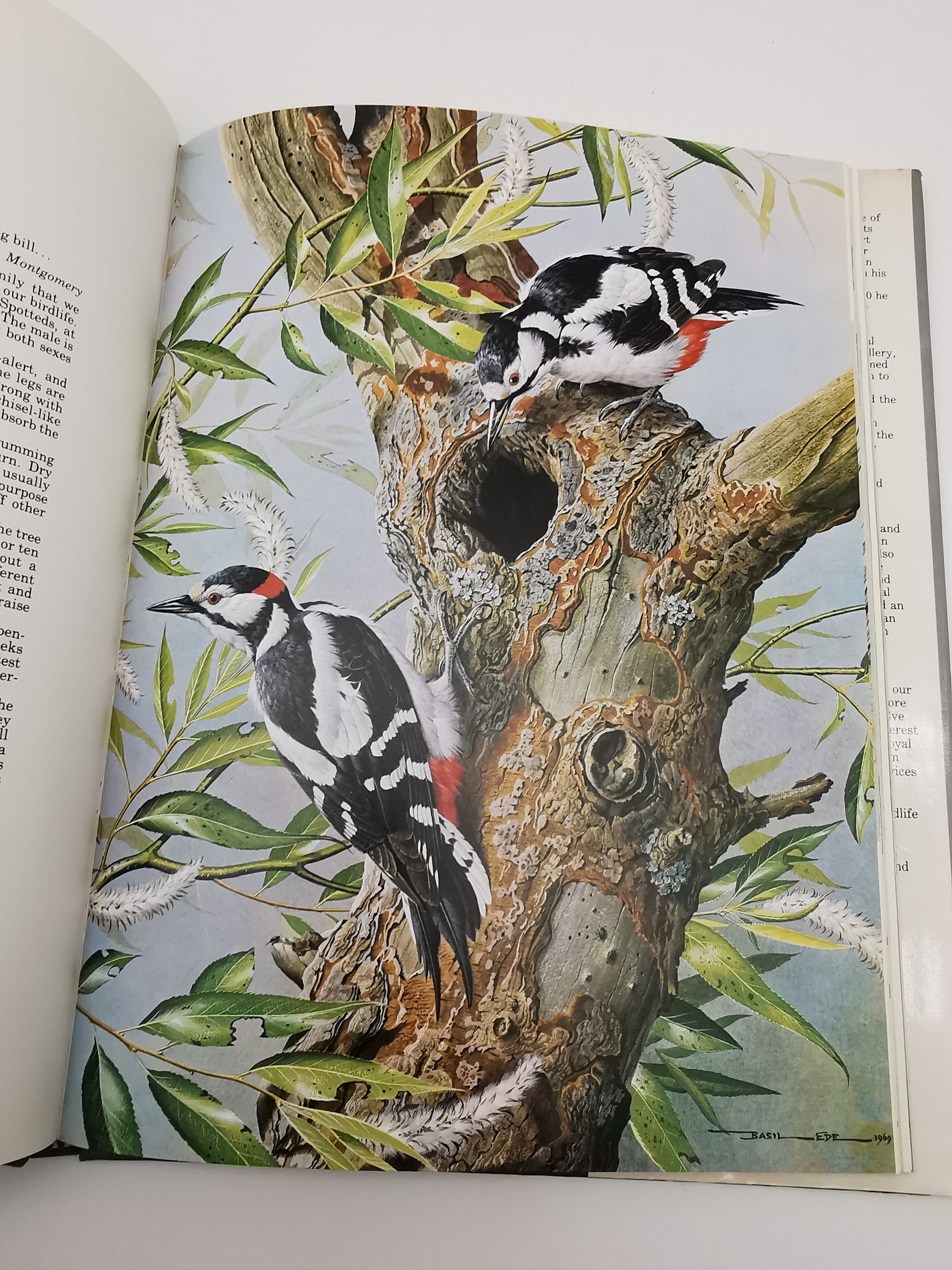 Vintage 1980 Basil Ede’s Birds Hardback Book – 70 Full- Colour Natural History Plates