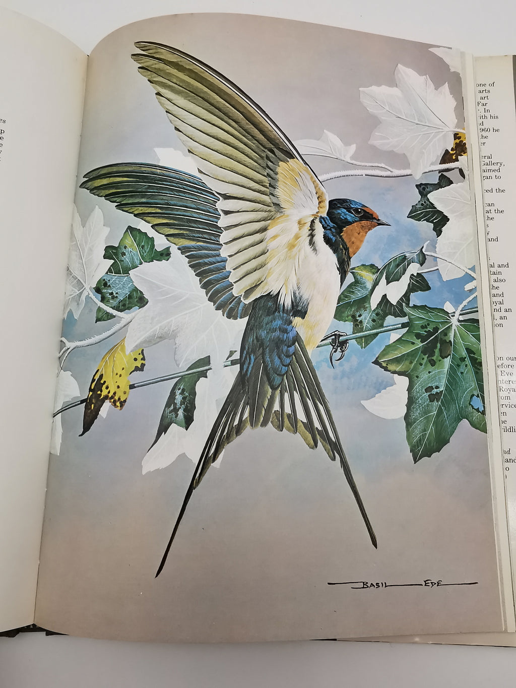 Vintage 1980 Basil Ede’s Birds Hardback Book – 70 Full- Colour Natural History Plates