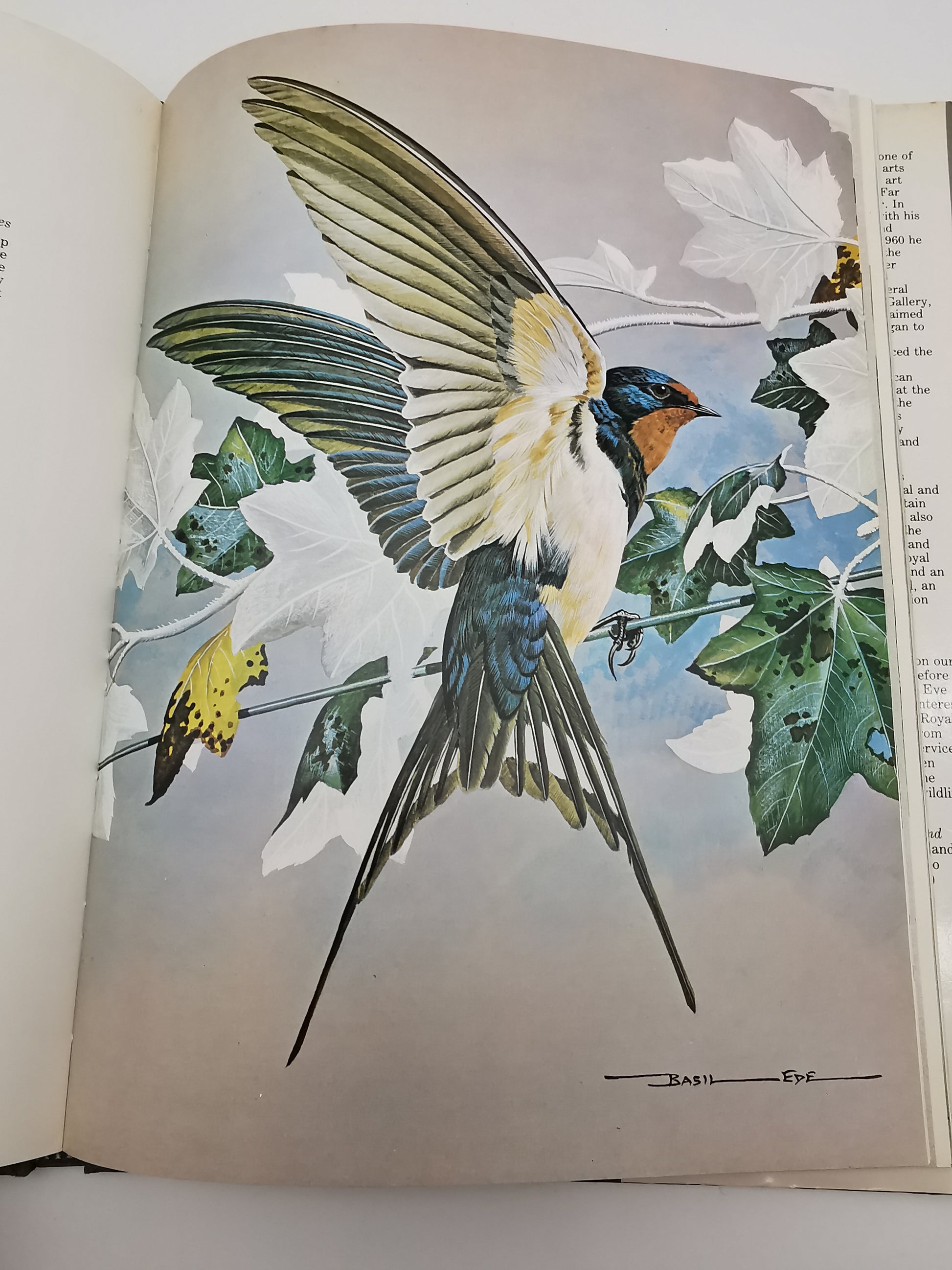 Vintage 1980 Basil Ede’s Birds Hardback Book – 70 Full- Colour Natural History Plates