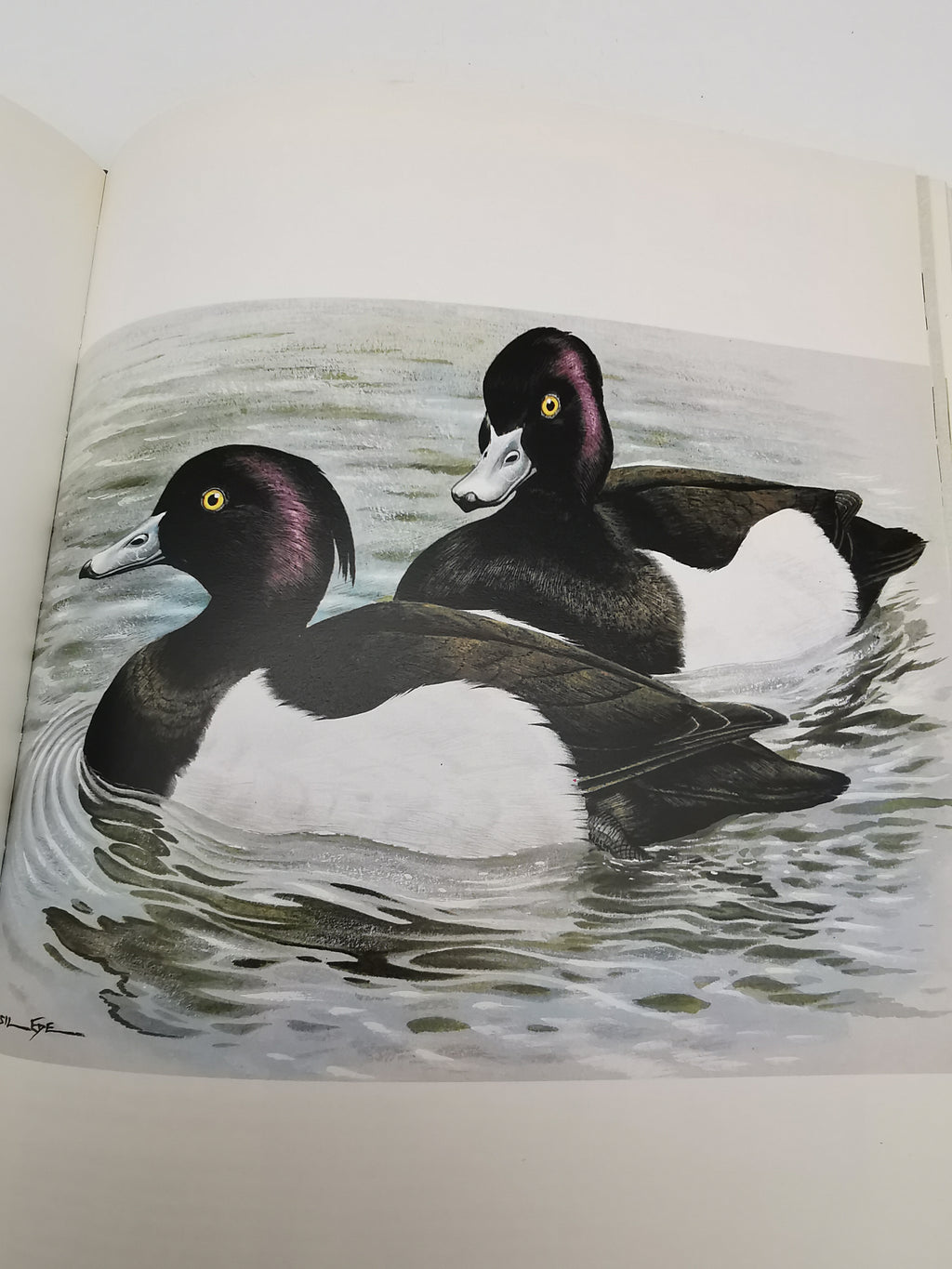 Vintage 1980 Basil Ede’s Birds Hardback Book – 70 Full- Colour Natural History Plates
