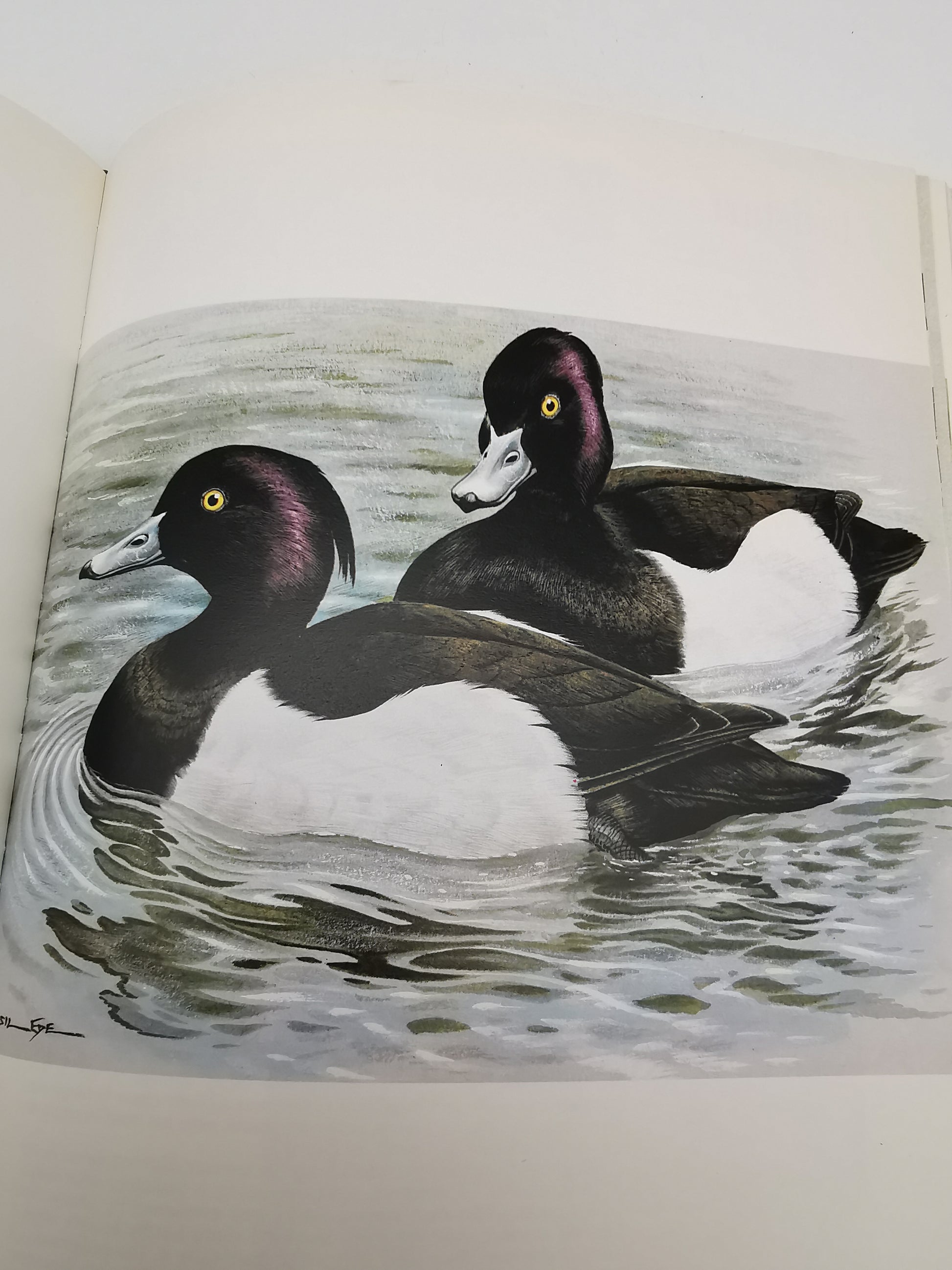 Vintage 1980 Basil Ede’s Birds Hardback Book – 70 Full- Colour Natural History Plates