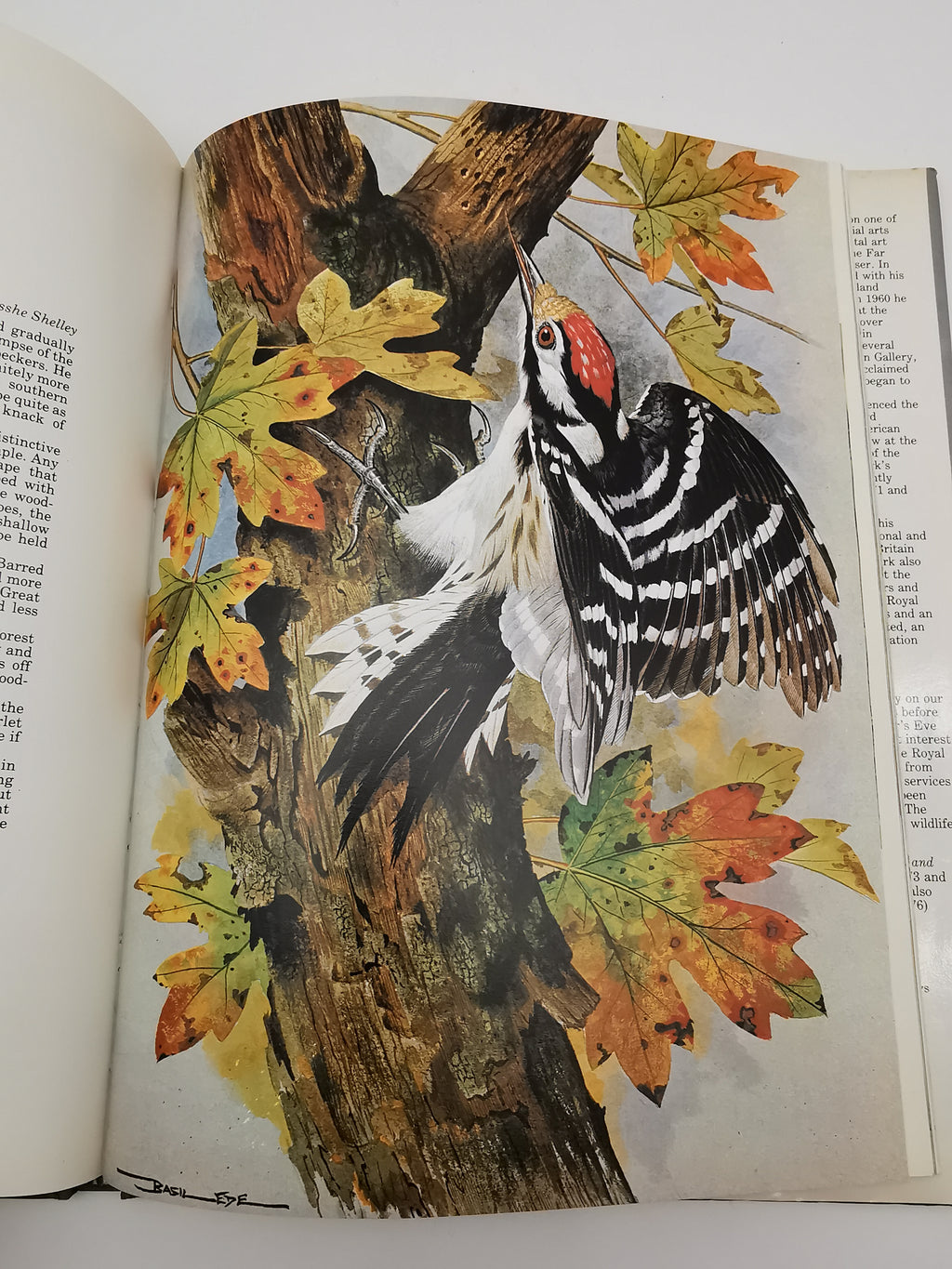 Vintage 1980 Basil Ede’s Birds Hardback Book – 70 Full- Colour Natural History Plates