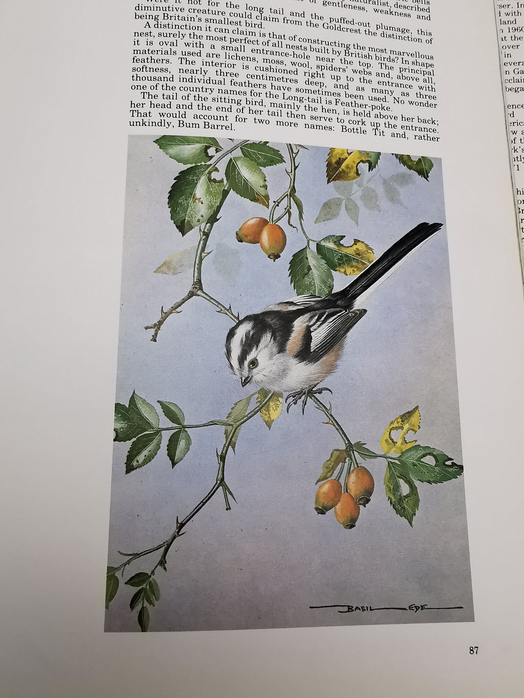 Vintage 1980 Basil Ede’s Birds Hardback Book – 70 Full- Colour Natural History Plates