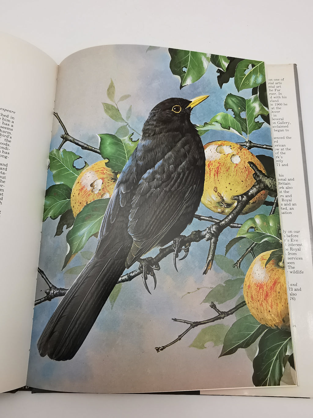 Vintage 1980 Basil Ede’s Birds Hardback Book – 70 Full- Colour Natural History Plates