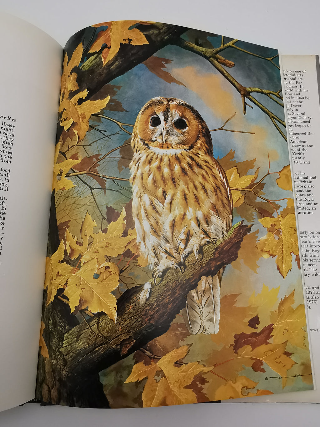 Vintage 1980 Basil Ede’s Birds Hardback Book – 70 Full- Colour Natural History Plates