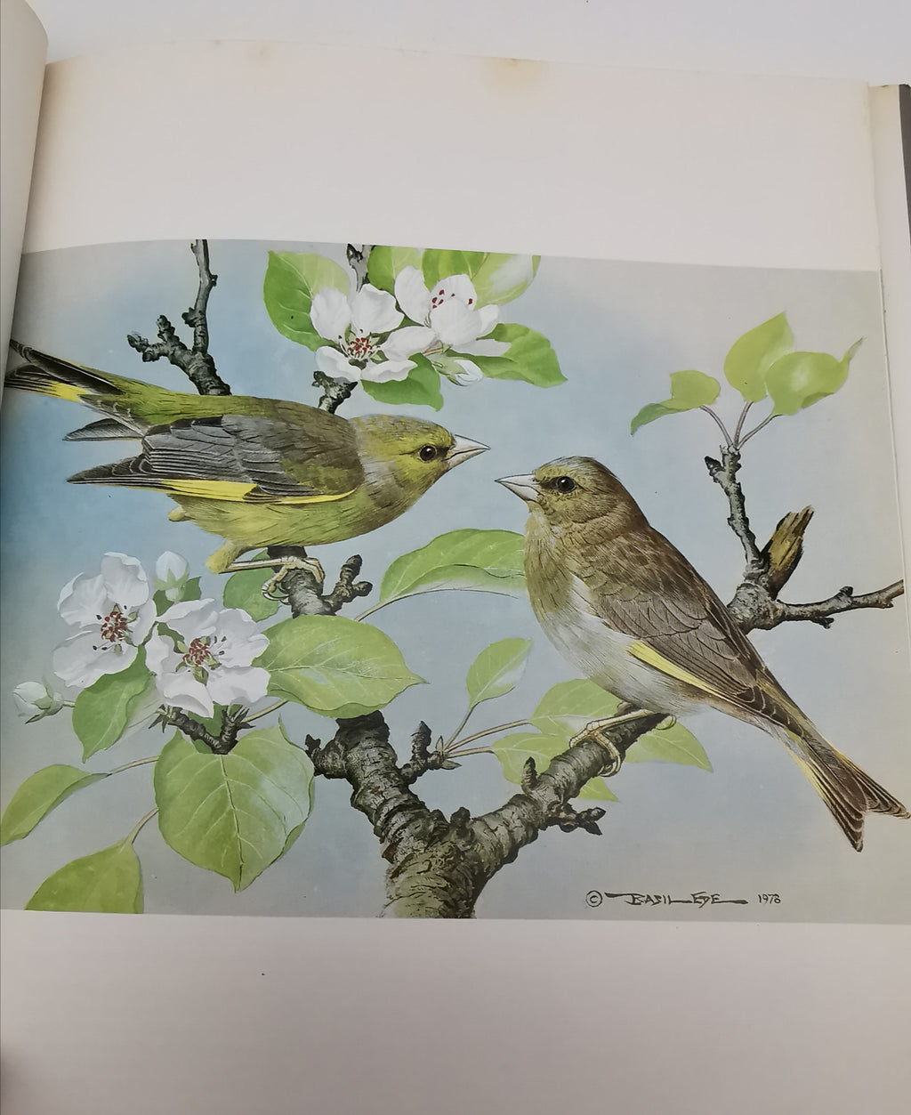 Vintage 1980 Basil Ede’s Birds Hardback Book – 70 Full- Colour Natural History Plates