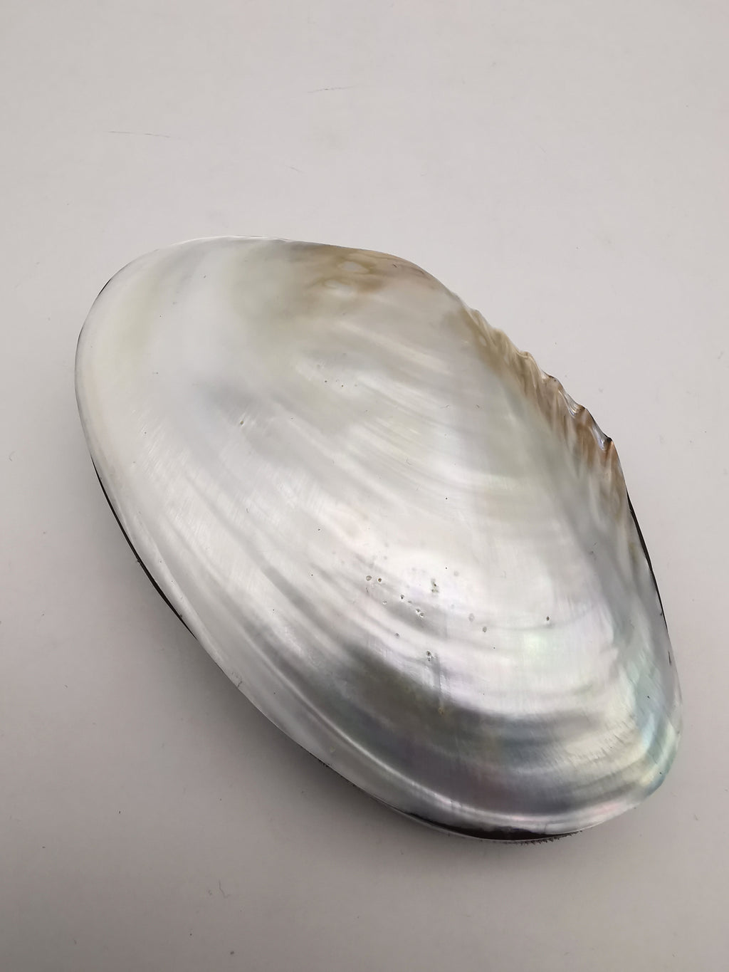Vintage Clam Shell Trinket Box – Mother of Pearl and Crackled Mosaic Jewelry Case