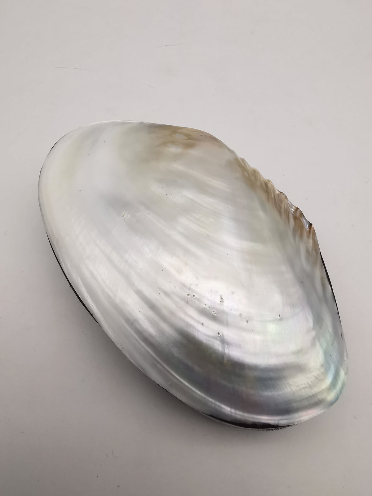 Vintage Clam Shell Trinket Box – Mother of Pearl and Crackled Mosaic Jewelry Case