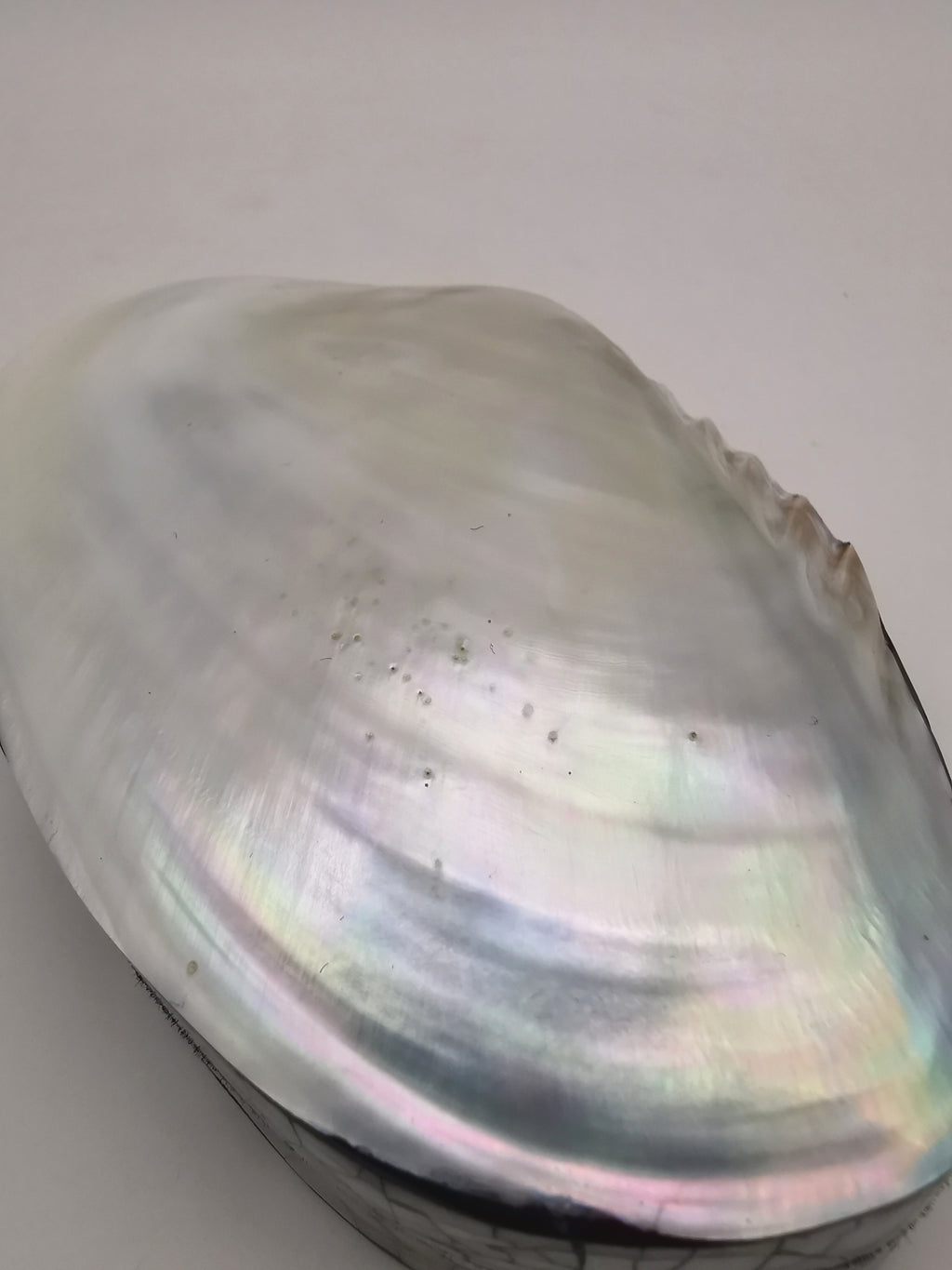 Vintage Clam Shell Trinket Box – Mother of Pearl and Crackled Mosaic Jewelry Case