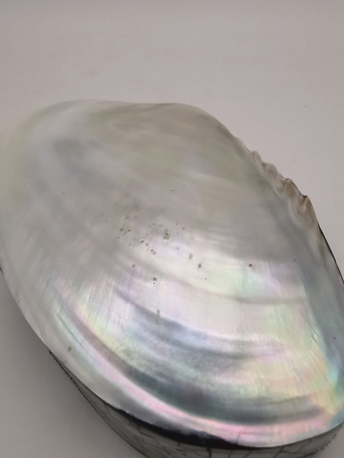 Vintage Clam Shell Trinket Box – Mother of Pearl and Crackled Mosaic Jewelry Case