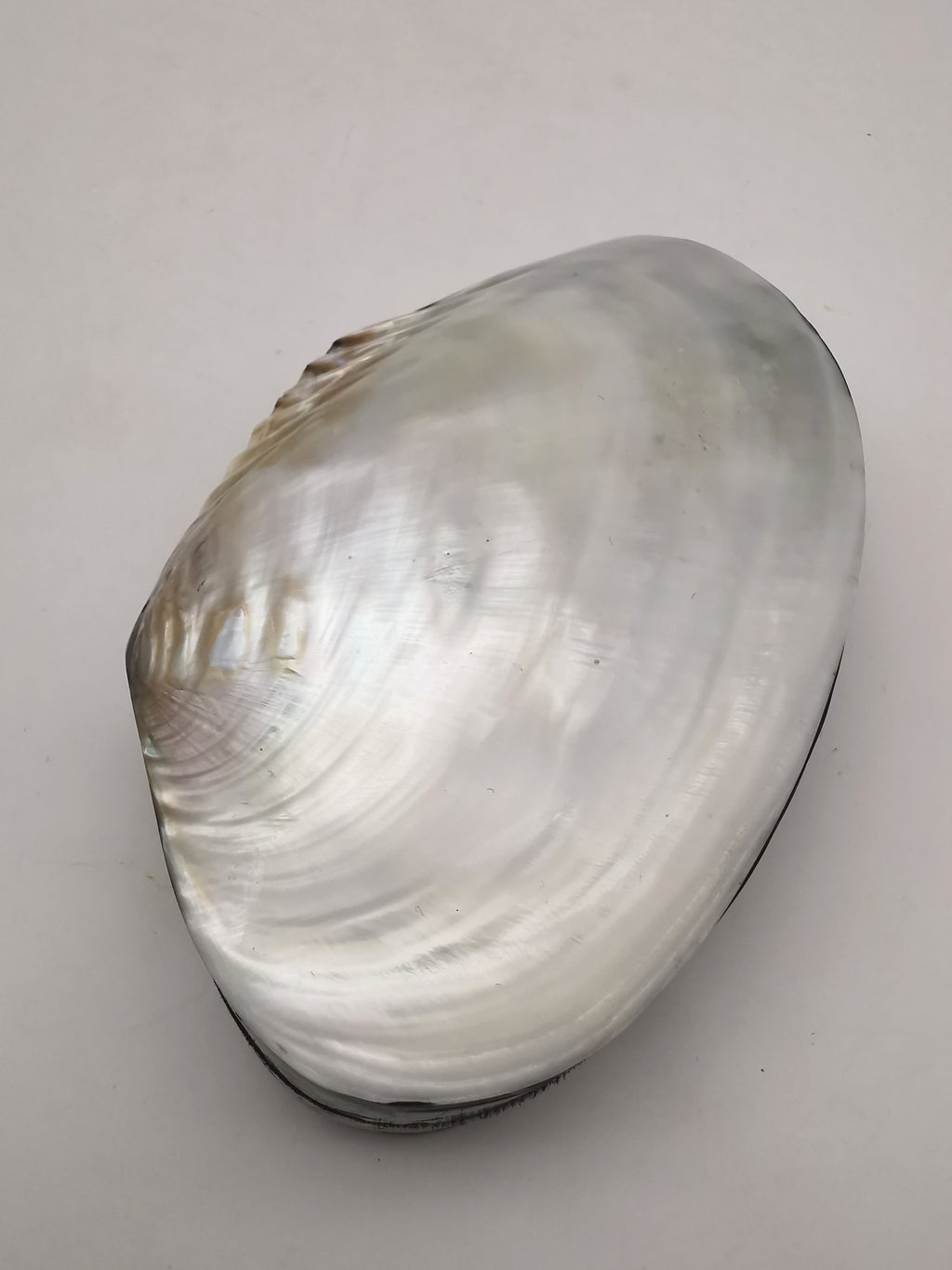 Vintage Clam Shell Trinket Box – Mother of Pearl and Crackled Mosaic Jewelry Case