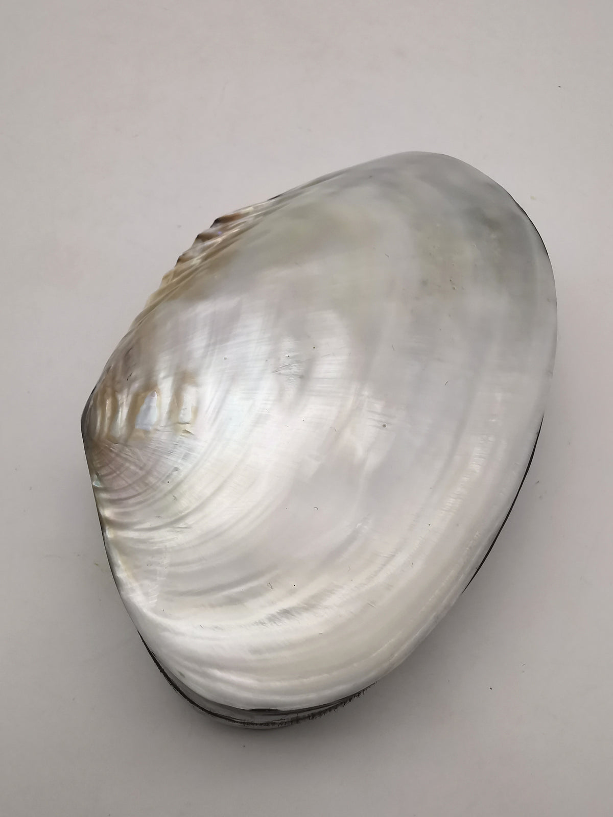 Vintage Clam Shell Trinket Box – Mother of Pearl and Crackled Mosaic Jewelry Case