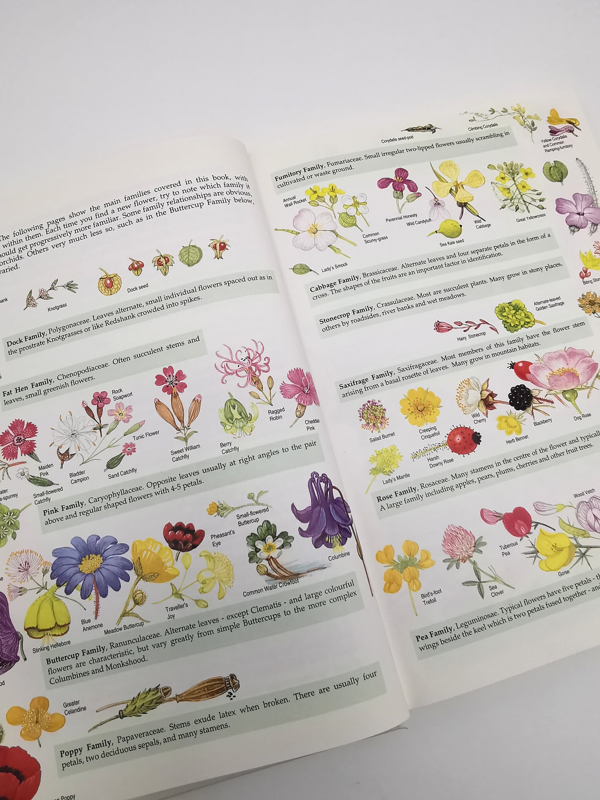 Marjorie Blamey's Wild Flowers by Colour: The Easy Way to Flower Identification (Hardback, 1997)