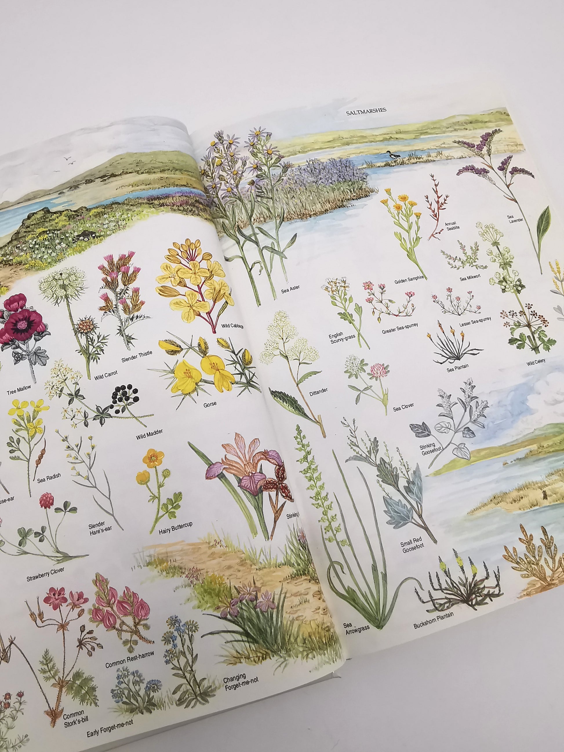 Marjorie Blamey's Wild Flowers by Colour: The Easy Way to Flower Identification (Hardback, 1997)