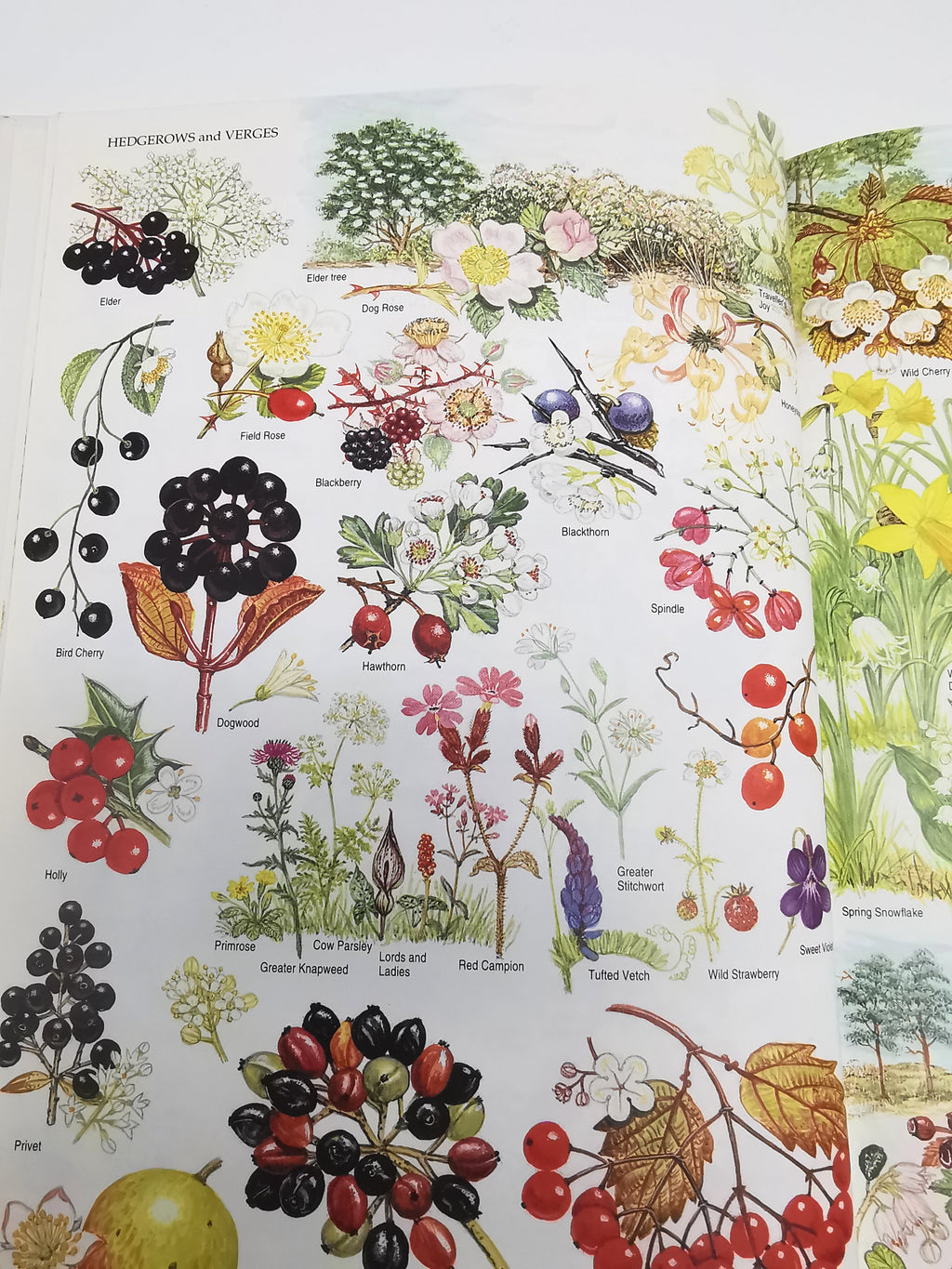 Marjorie Blamey's Wild Flowers by Colour: The Easy Way to Flower Identification (Hardback, 1997)