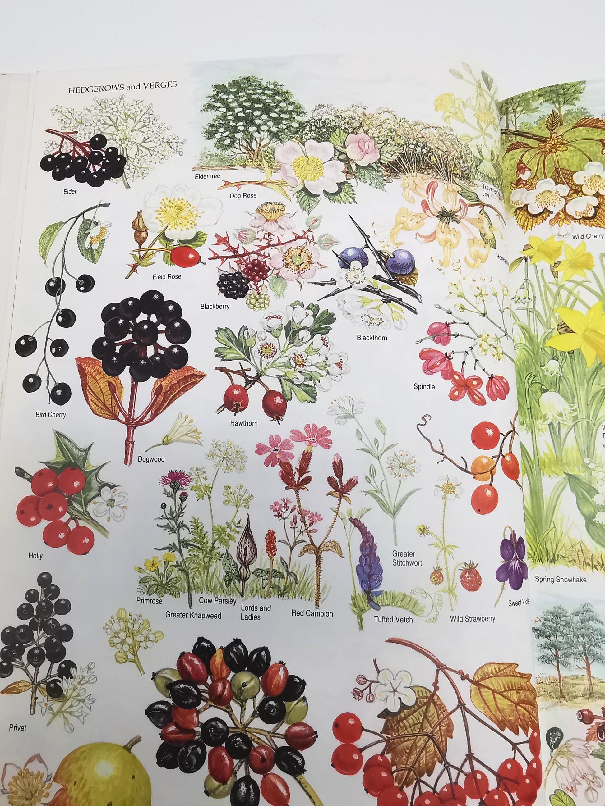 Marjorie Blamey's Wild Flowers by Colour: The Easy Way to Flower Identification (Hardback, 1997)