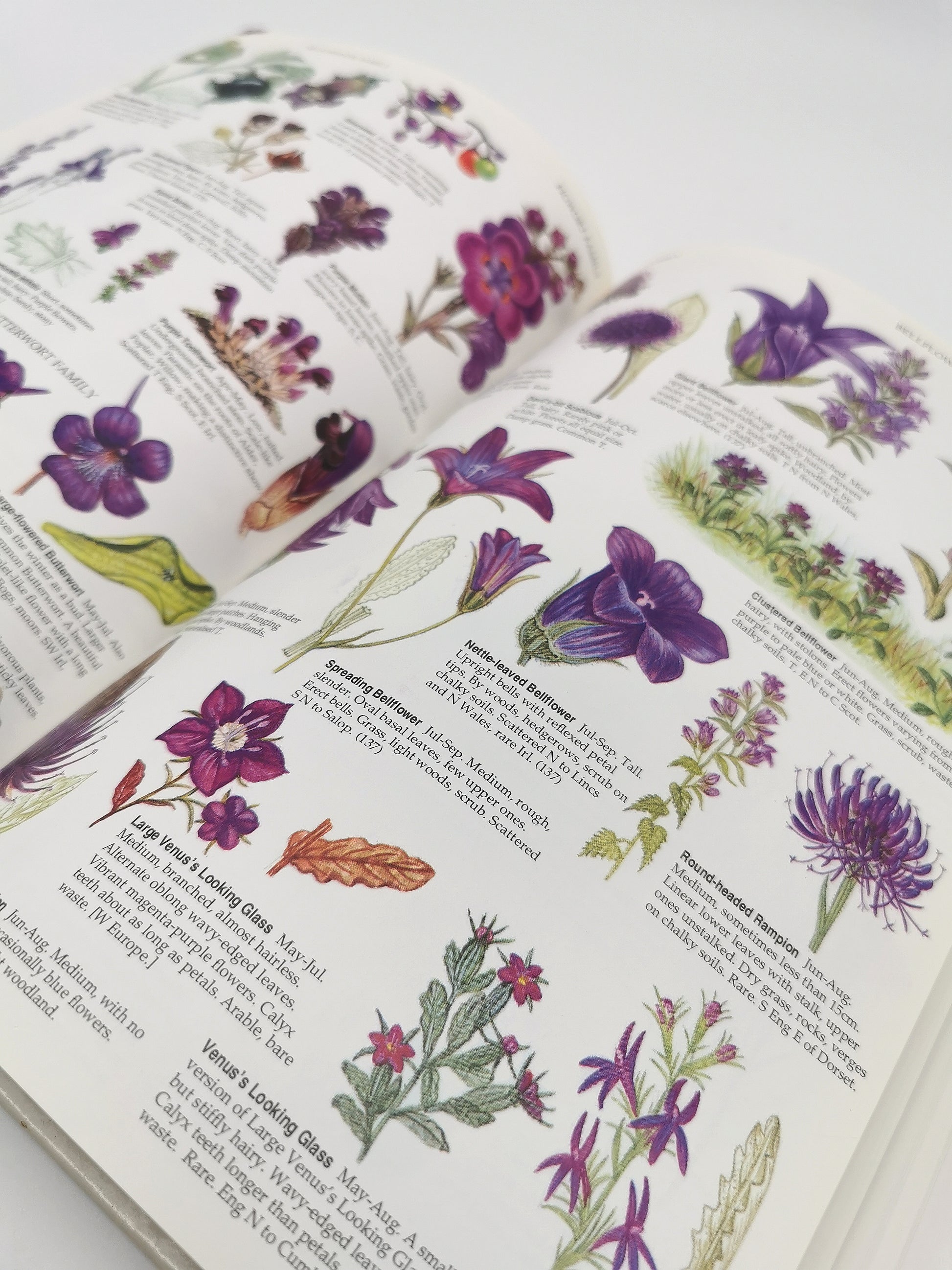 Marjorie Blamey's Wild Flowers by Colour: The Easy Way to Flower Identification (Hardback, 1997)