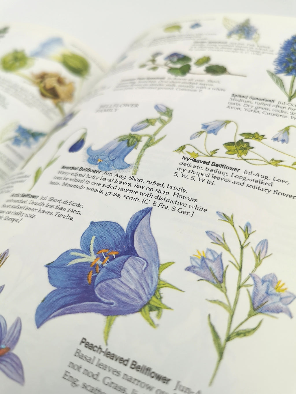 Marjorie Blamey's Wild Flowers by Colour: The Easy Way to Flower Identification (Hardback, 1997)