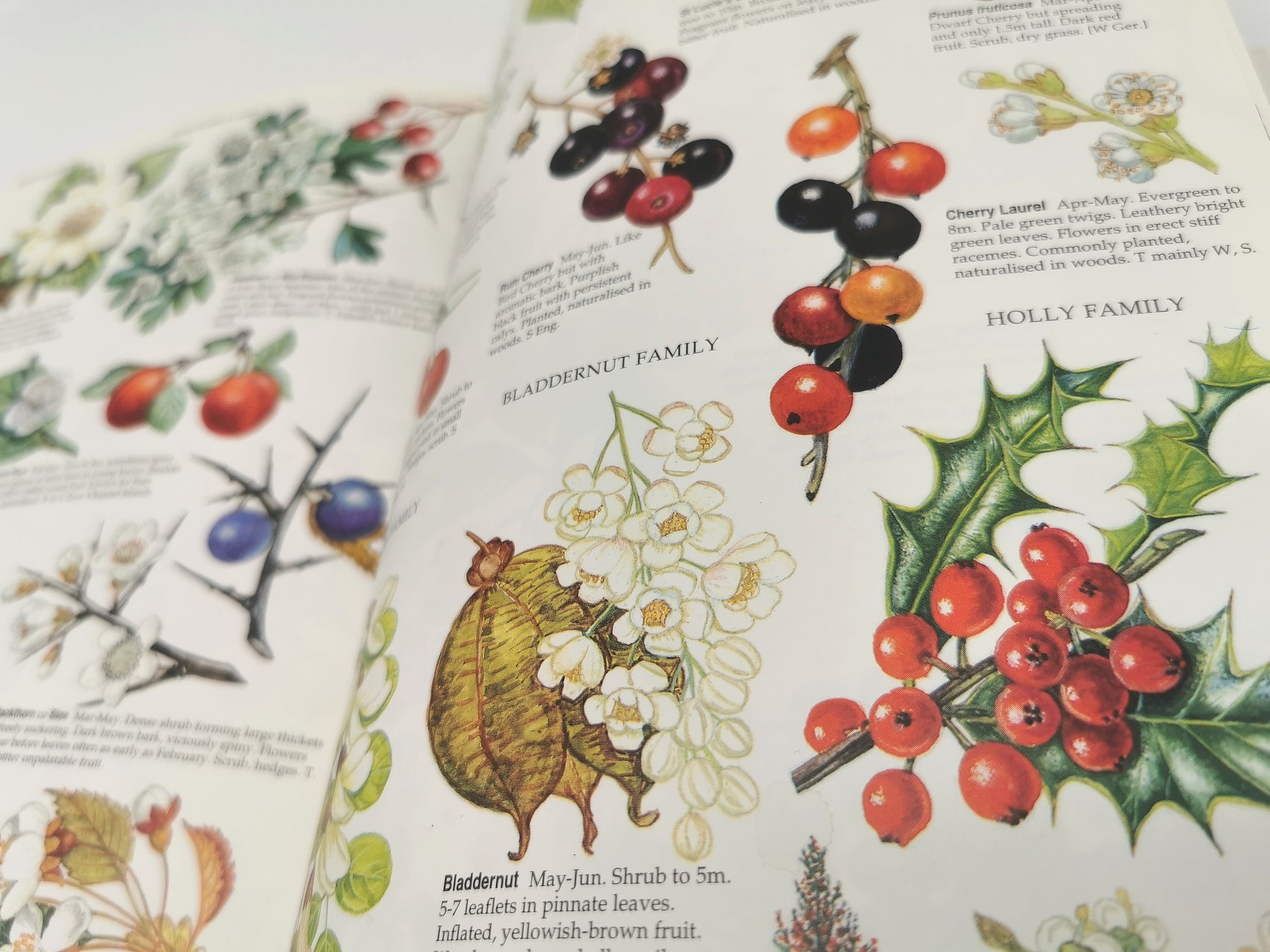 Marjorie Blamey's Wild Flowers by Colour: The Easy Way to Flower Identification (Hardback, 1997)