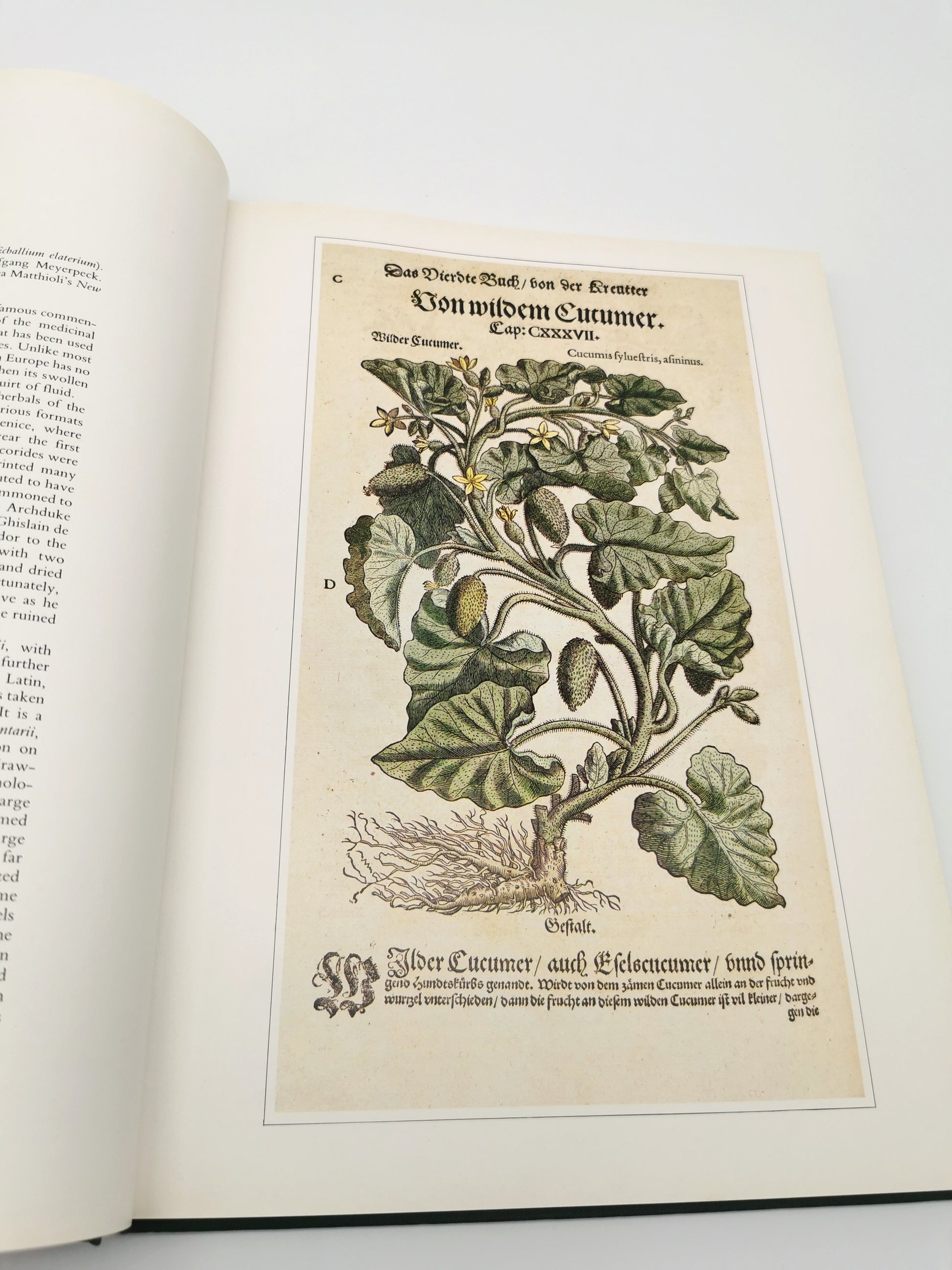 Botanical Prints Large Folio Hardback Book – Eve and Norman Robson (Classic Natural History Prints), Vintage 1991
