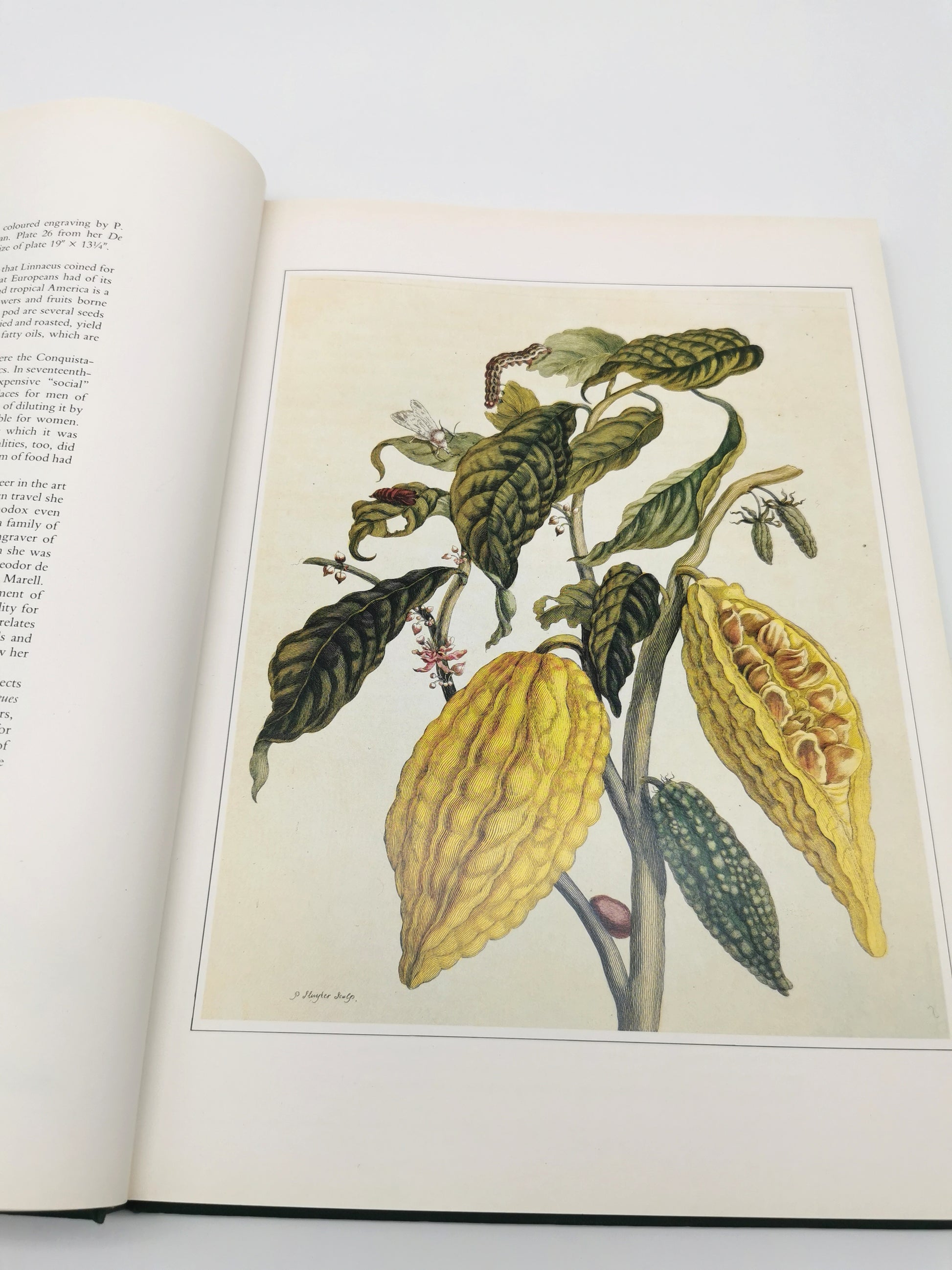 Botanical Prints Large Folio Hardback Book – Eve and Norman Robson (Classic Natural History Prints), Vintage 1991