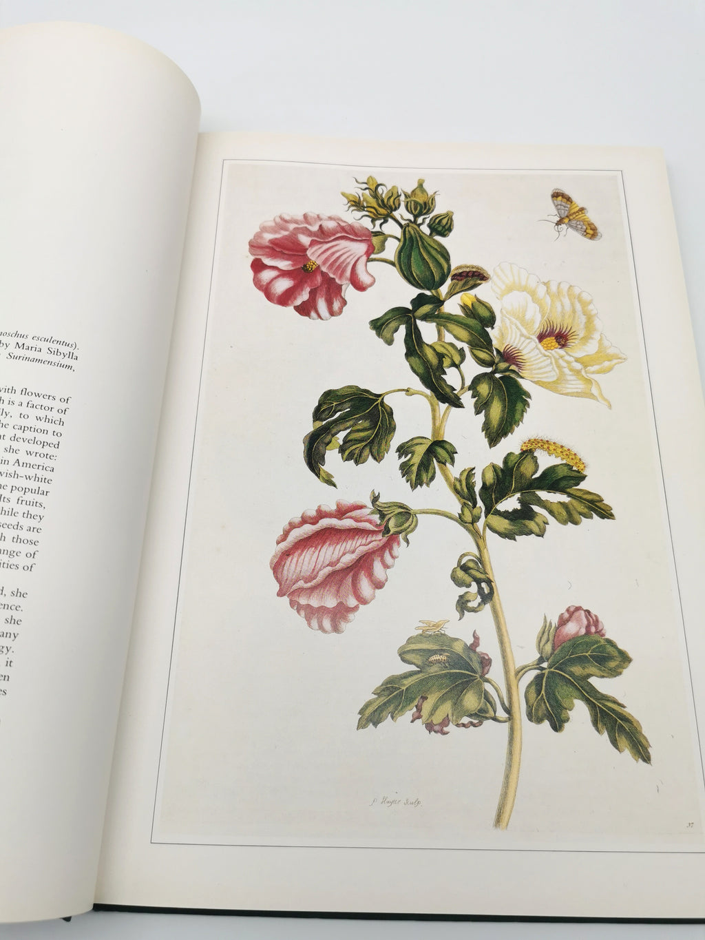 Botanical Prints Large Folio Hardback Book – Eve and Norman Robson (Classic Natural History Prints), Vintage 1991