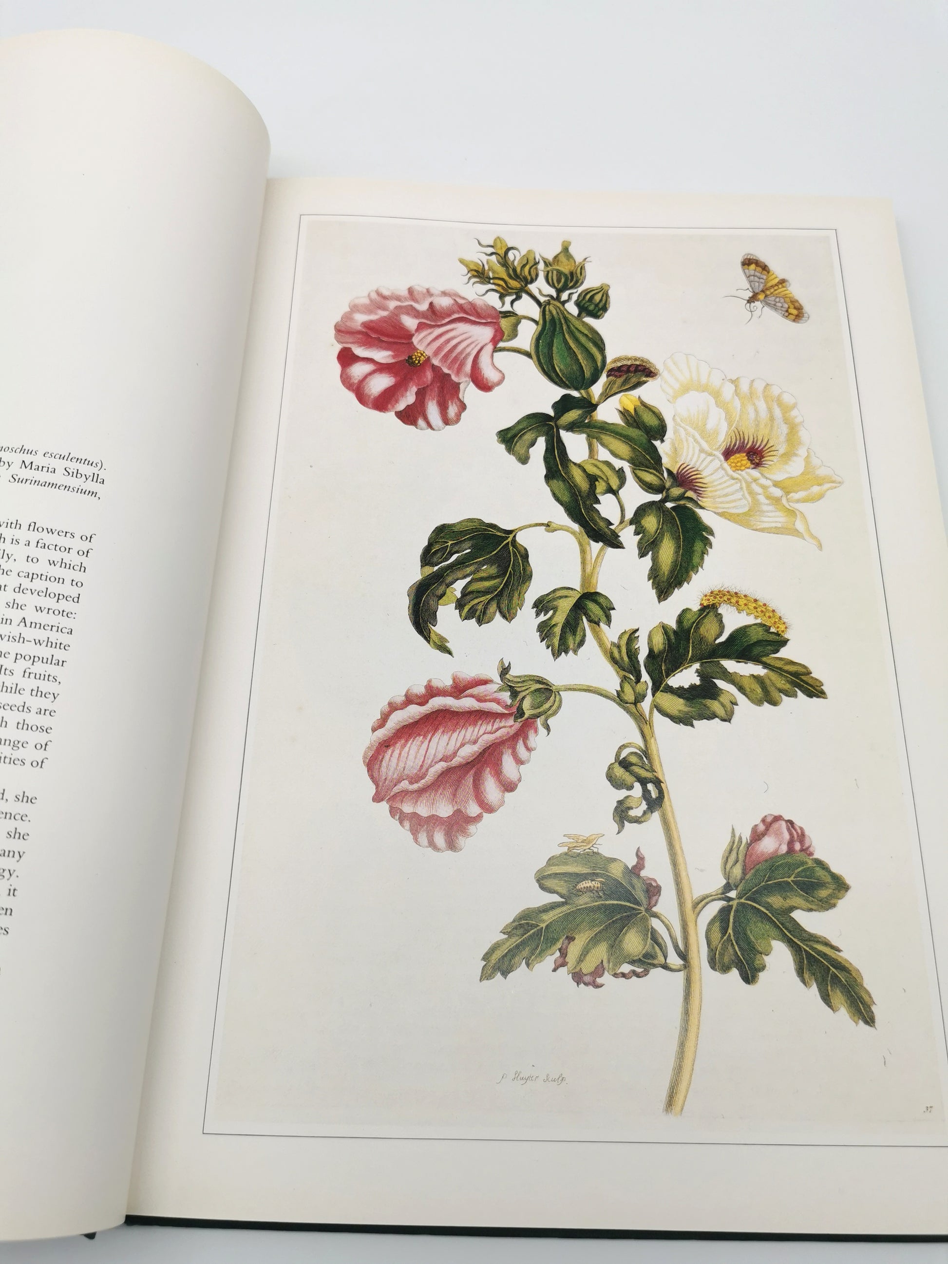 Botanical Prints Large Folio Hardback Book – Eve and Norman Robson (Classic Natural History Prints), Vintage 1991