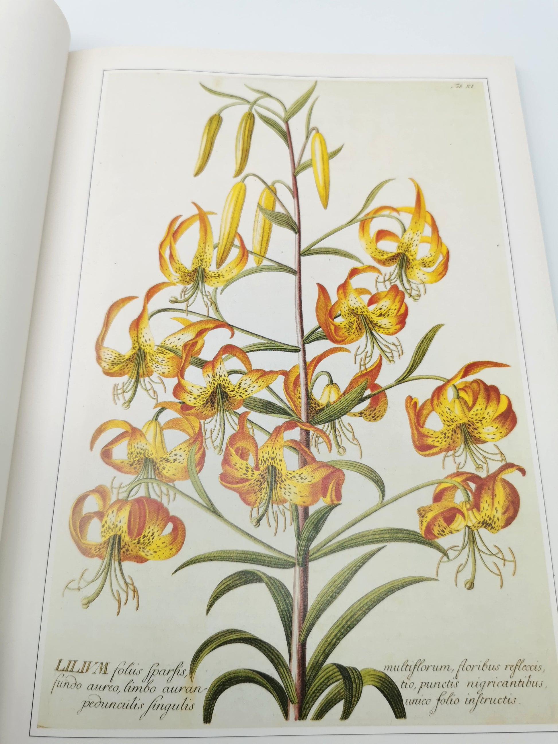 Botanical Prints Large Folio Hardback Book – Eve and Norman Robson (Classic Natural History Prints), Vintage 1991