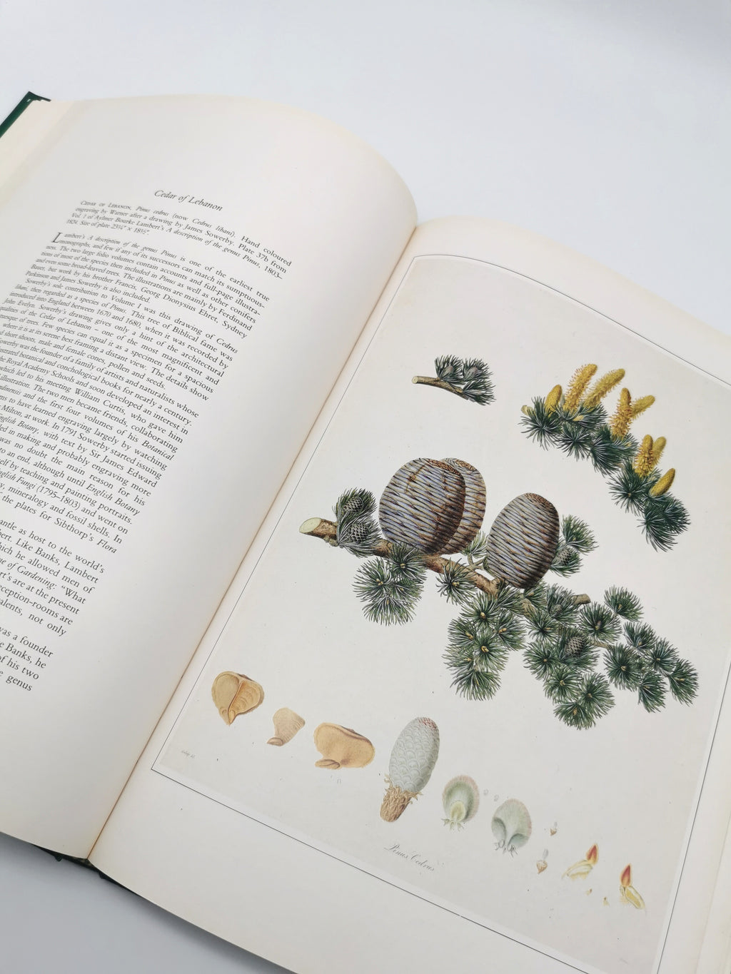 Botanical Prints Large Folio Hardback Book – Eve and Norman Robson (Classic Natural History Prints), Vintage 1991