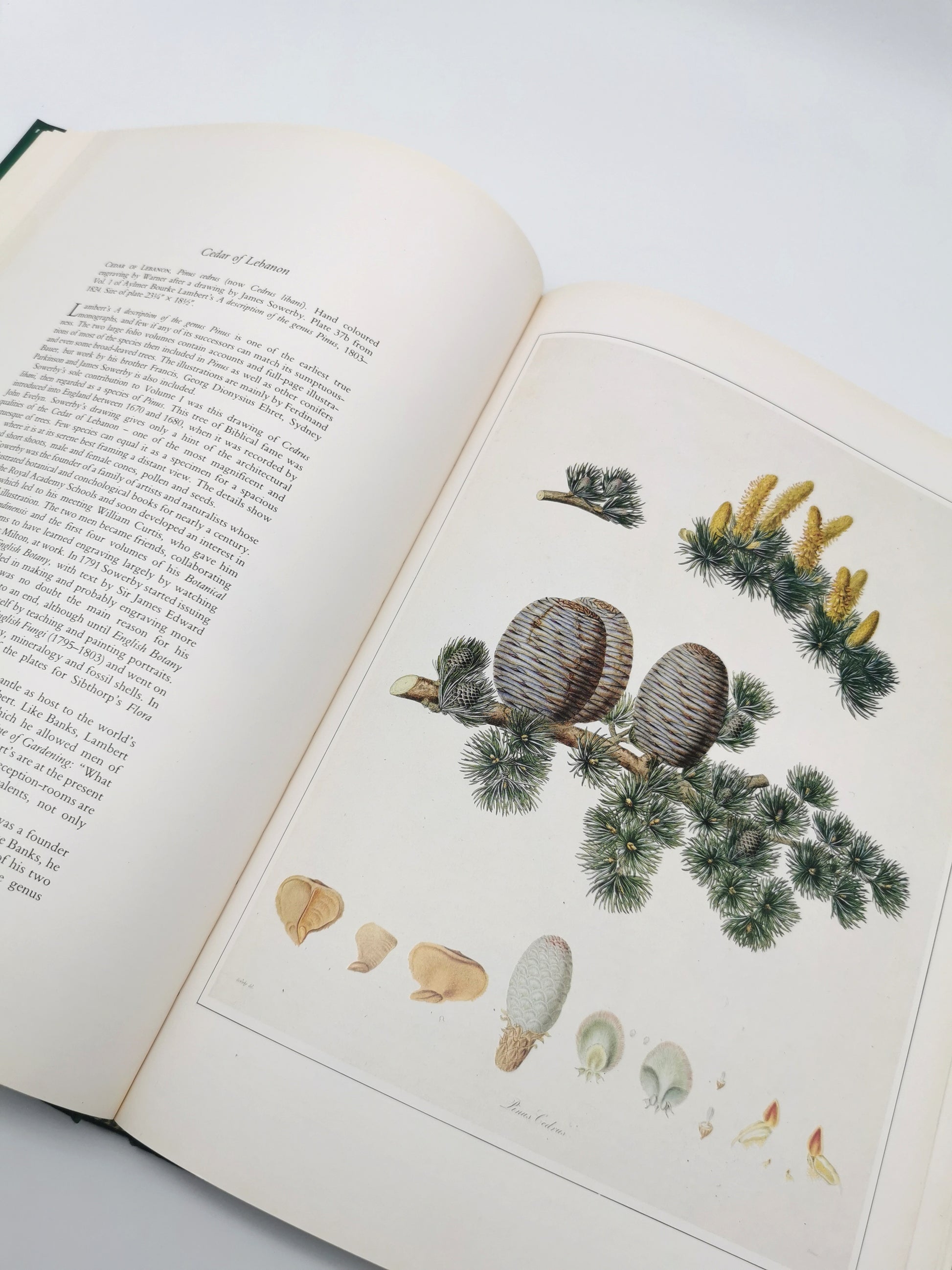 Botanical Prints Large Folio Hardback Book – Eve and Norman Robson (Classic Natural History Prints), Vintage 1991