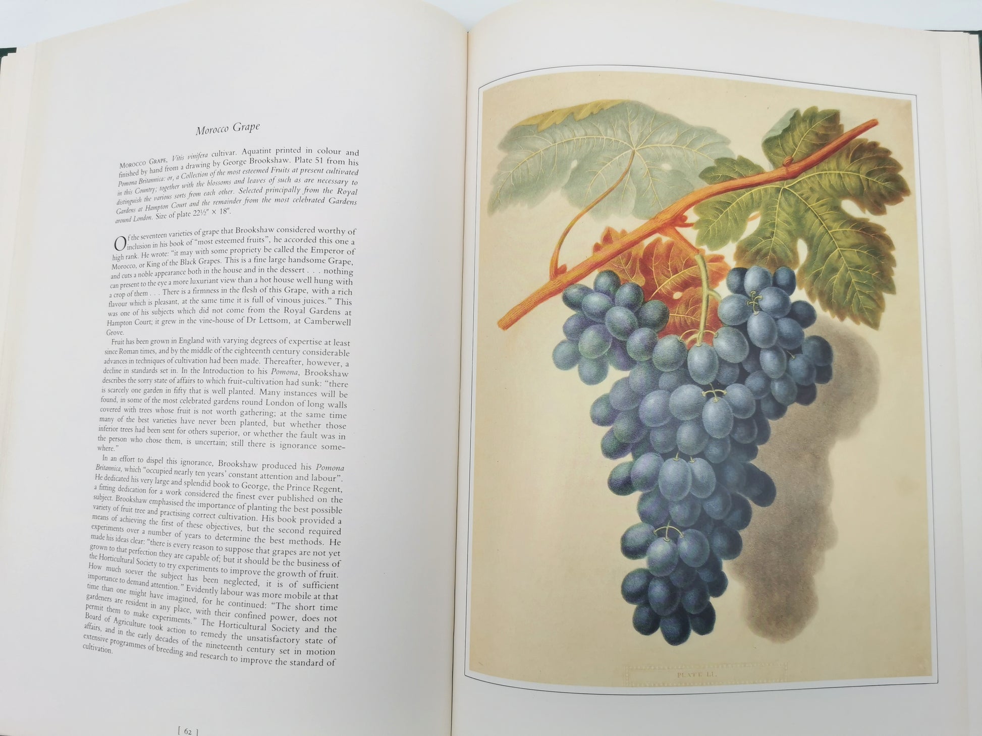 Botanical Prints Large Folio Hardback Book – Eve and Norman Robson (Classic Natural History Prints), Vintage 1991