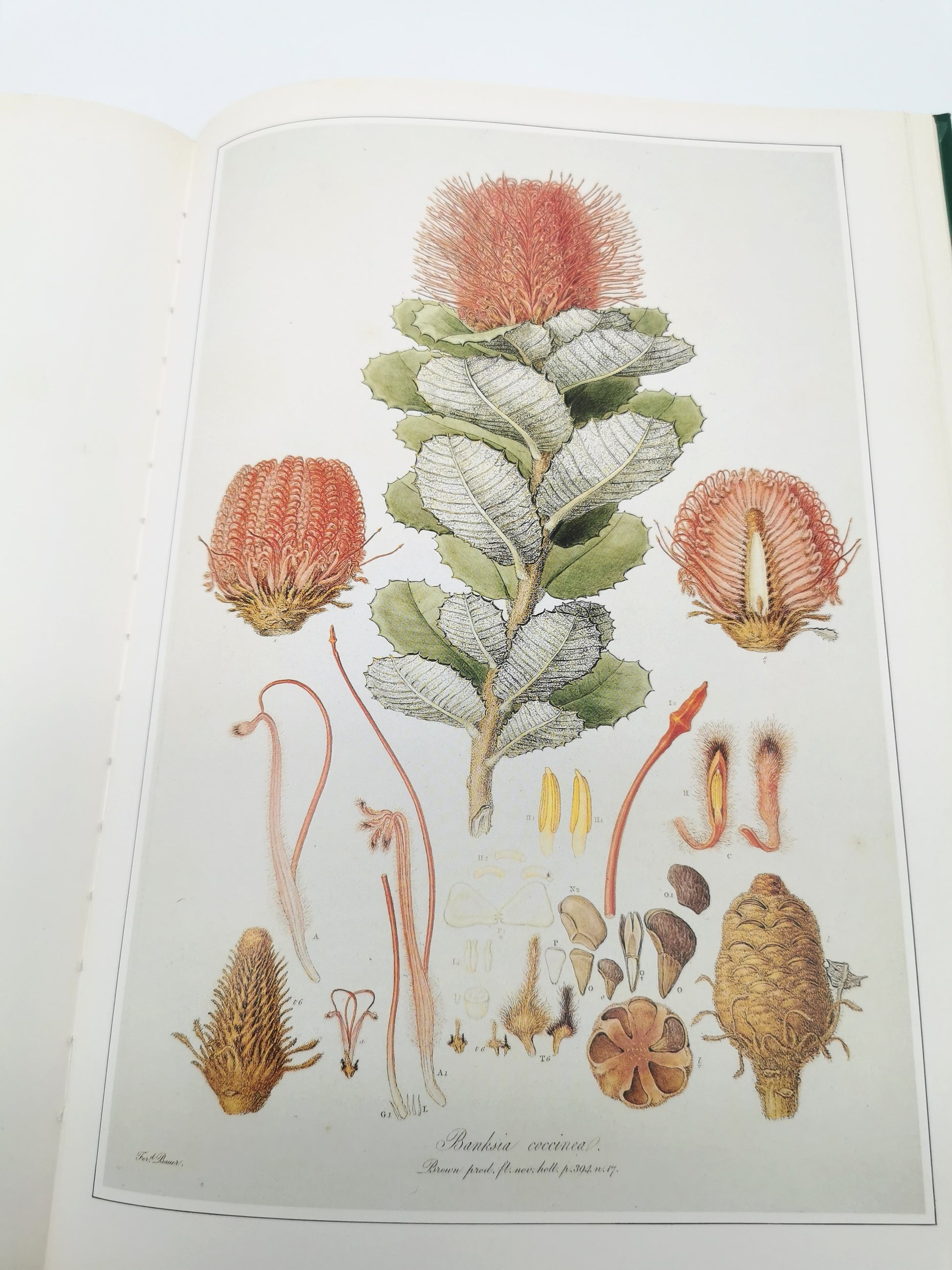 Botanical Prints Large Folio Hardback Book – Eve and Norman Robson (Classic Natural History Prints), Vintage 1991