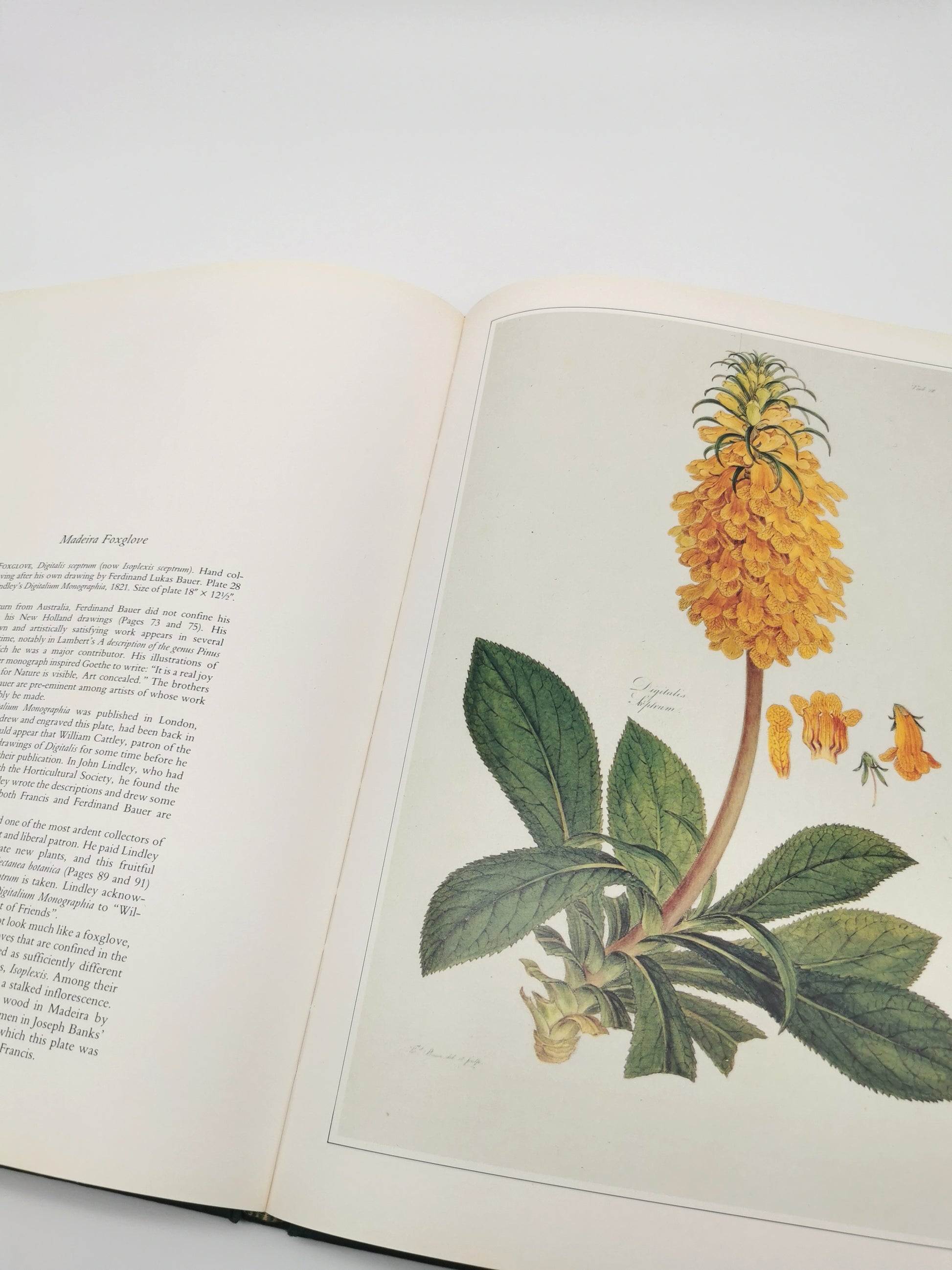 Botanical Prints Large Folio Hardback Book – Eve and Norman Robson (Classic Natural History Prints), Vintage 1991