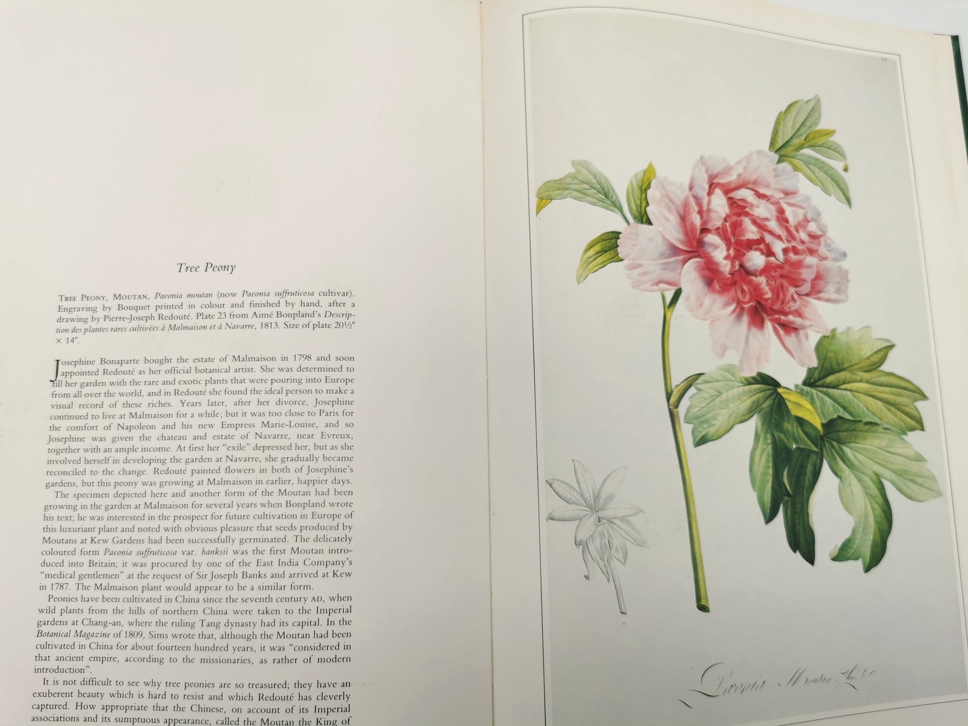 Botanical Prints Large Folio Hardback Book – Eve and Norman Robson (Classic Natural History Prints), Vintage 1991