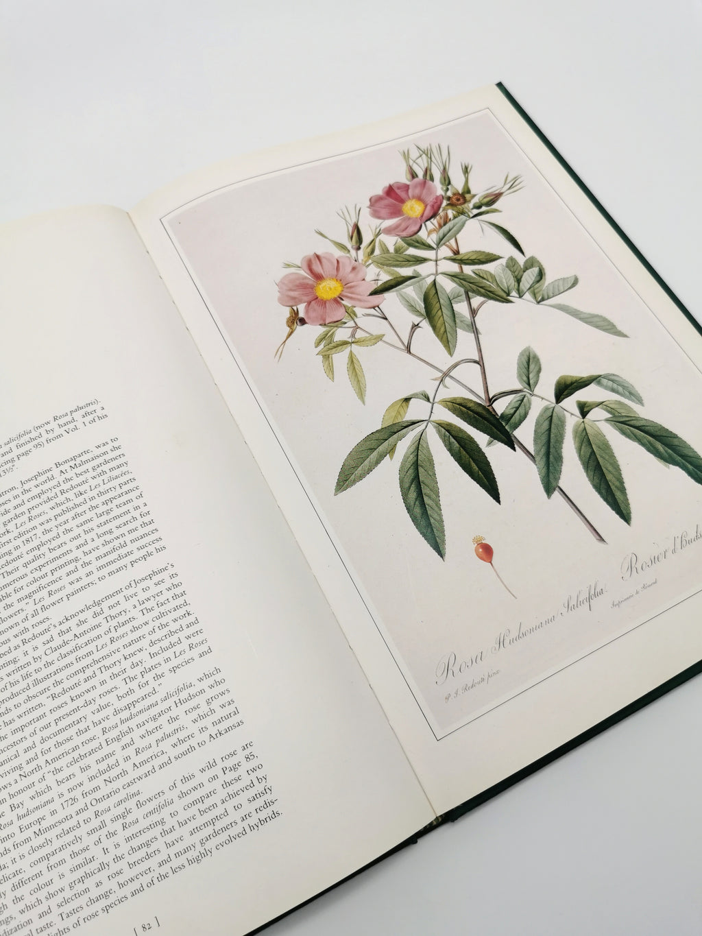 Botanical Prints Large Folio Hardback Book – Eve and Norman Robson (Classic Natural History Prints), Vintage 1991