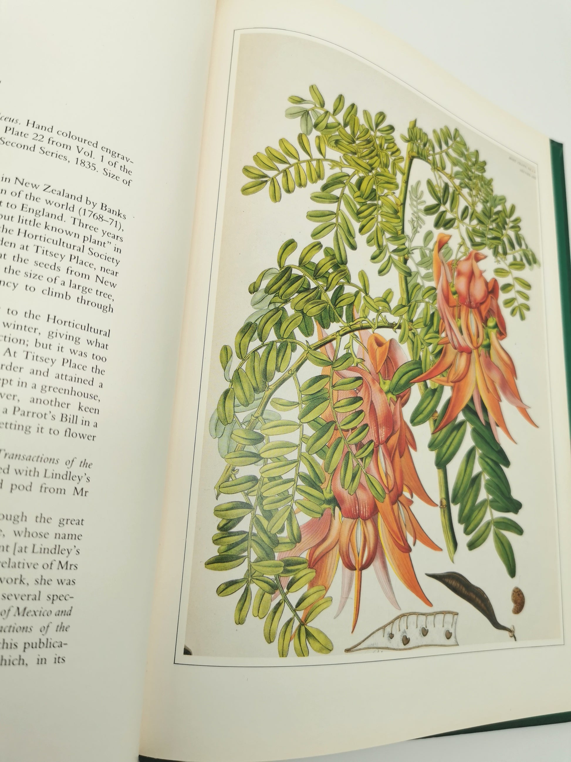 Botanical Prints Large Folio Hardback Book – Eve and Norman Robson (Classic Natural History Prints), Vintage 1991