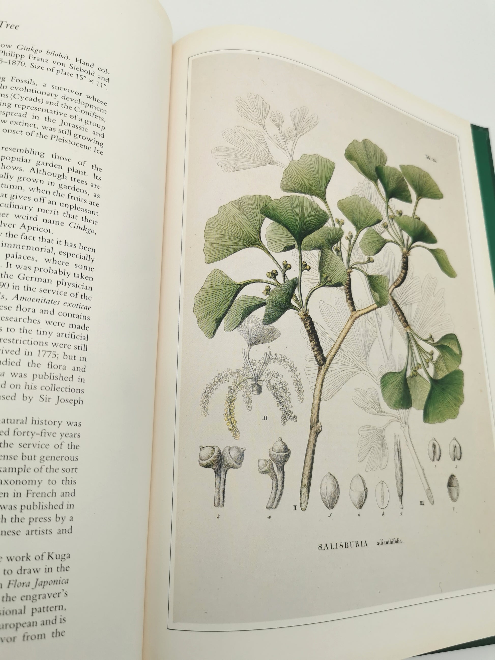 Botanical Prints Large Folio Hardback Book – Eve and Norman Robson (Classic Natural History Prints), Vintage 1991