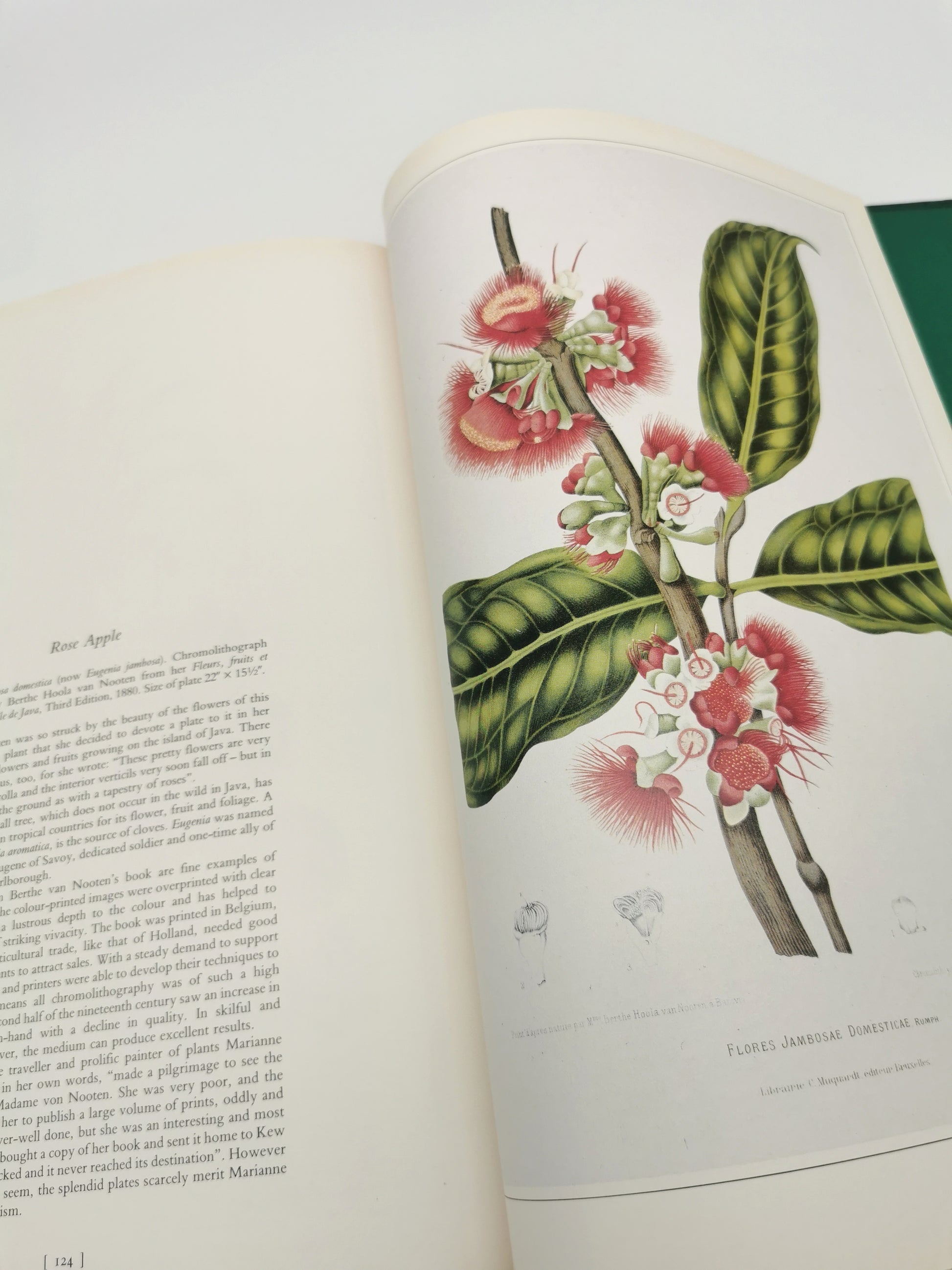 Botanical Prints Large Folio Hardback Book – Eve and Norman Robson (Classic Natural History Prints), Vintage 1991